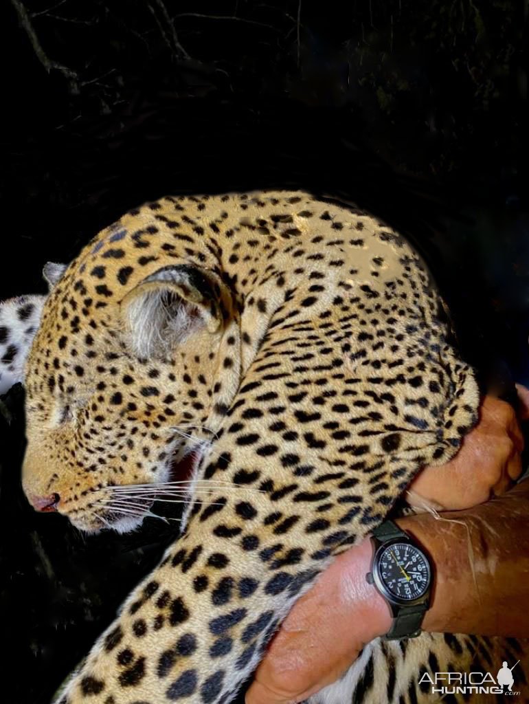 Leopard Hunt Tanzania Selous