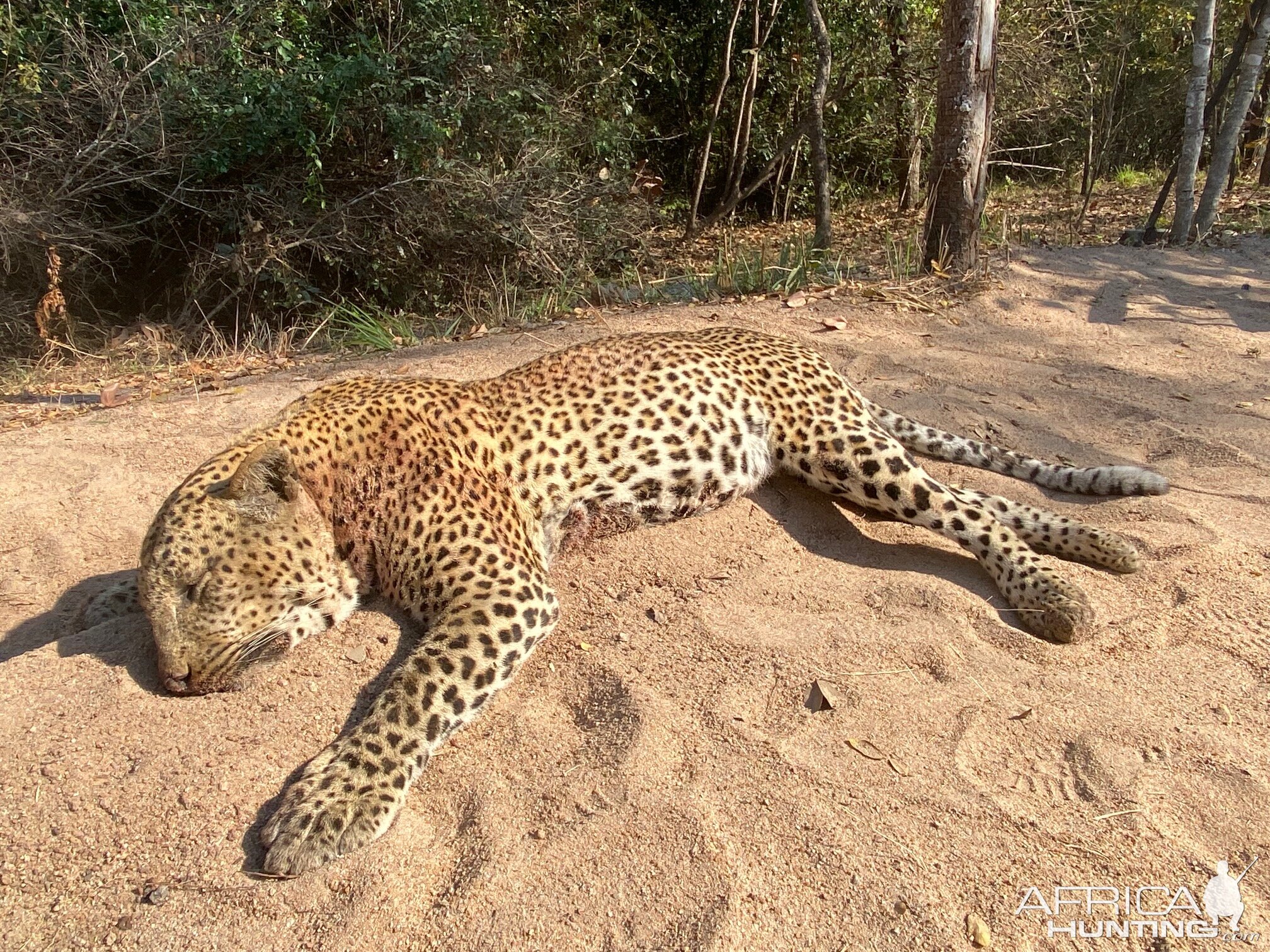 Leopard Hunt Tanzania