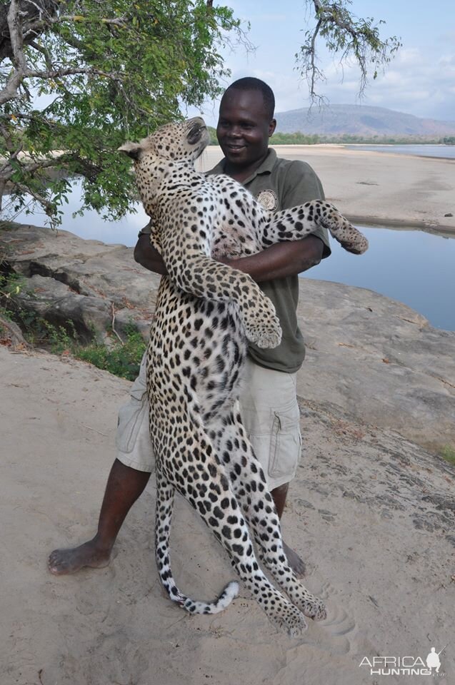 Leopard Hunt Tanzania