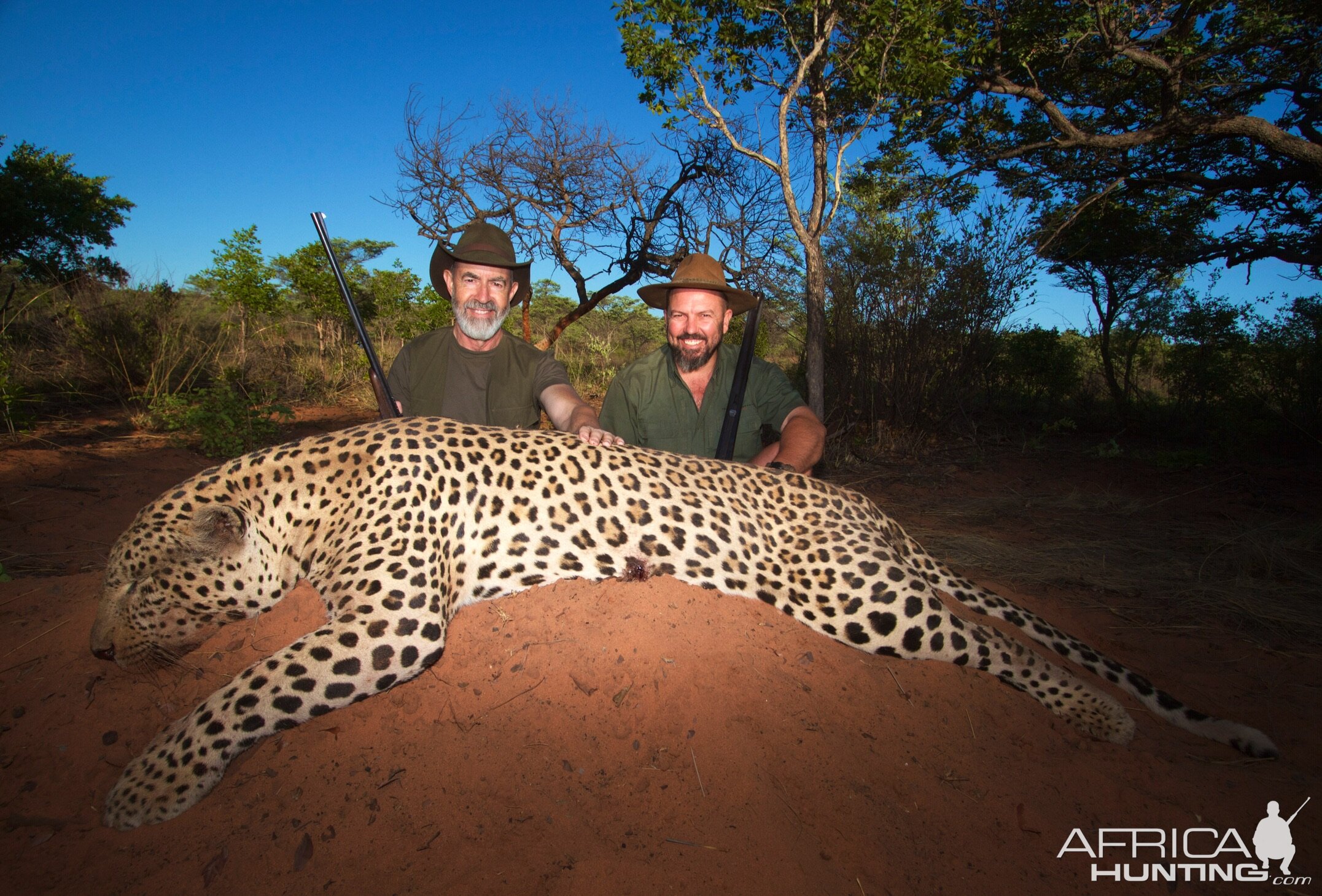 Leopard Hunt Waterberg Plateau, Namibia