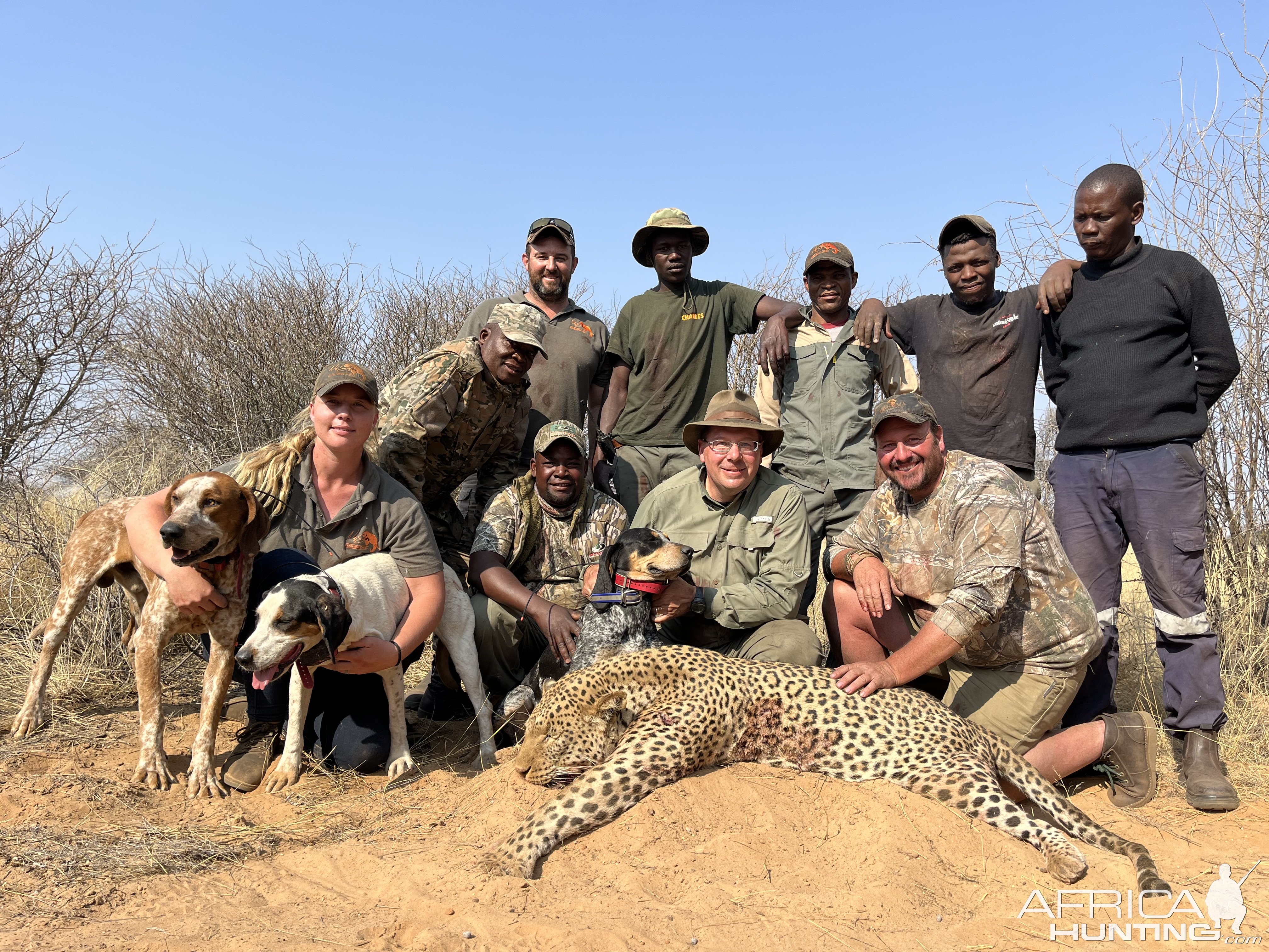 Leopard Hunt With Hounds Botswana