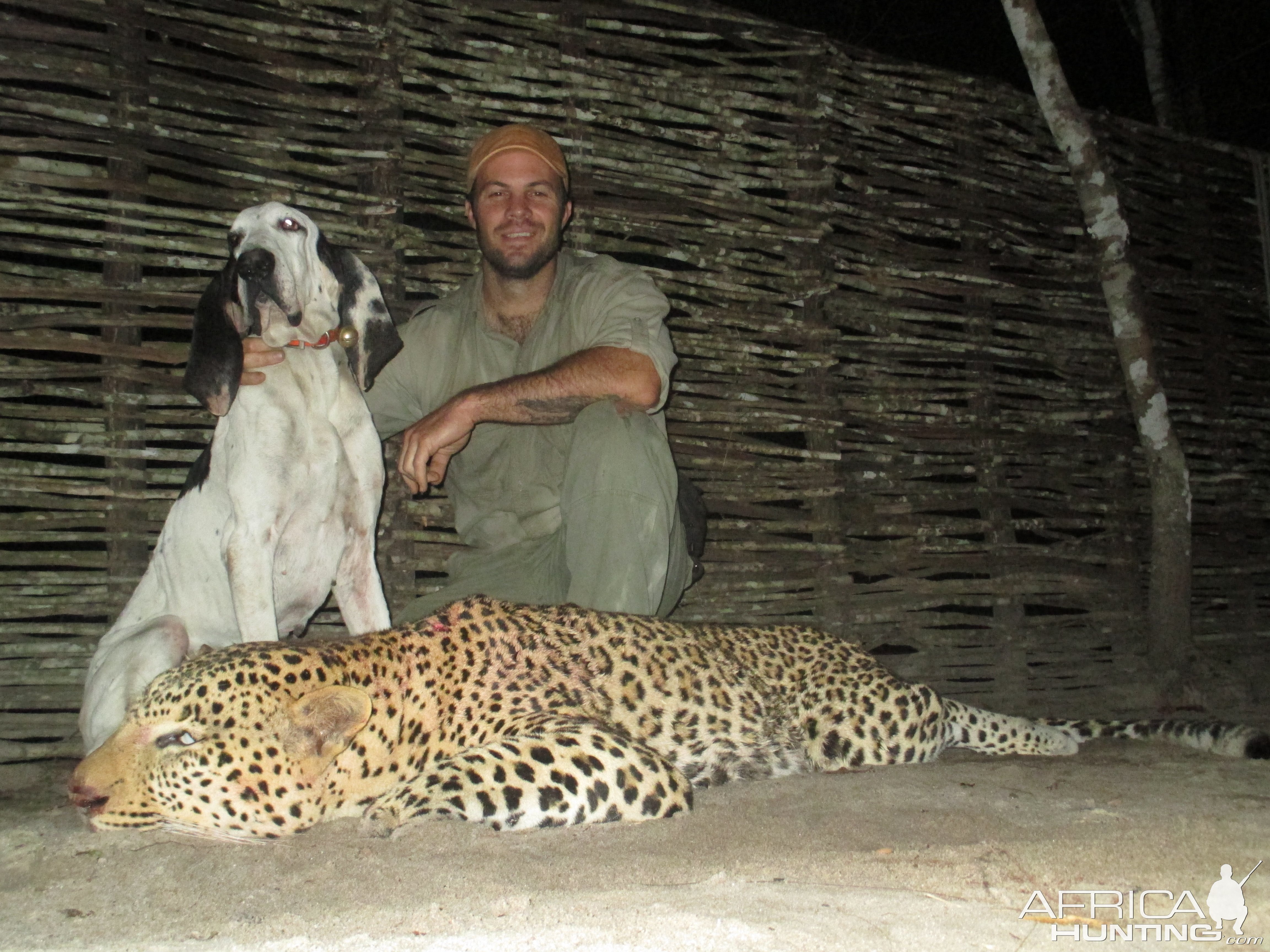 Leopard Hunt With Hounds Mozambique