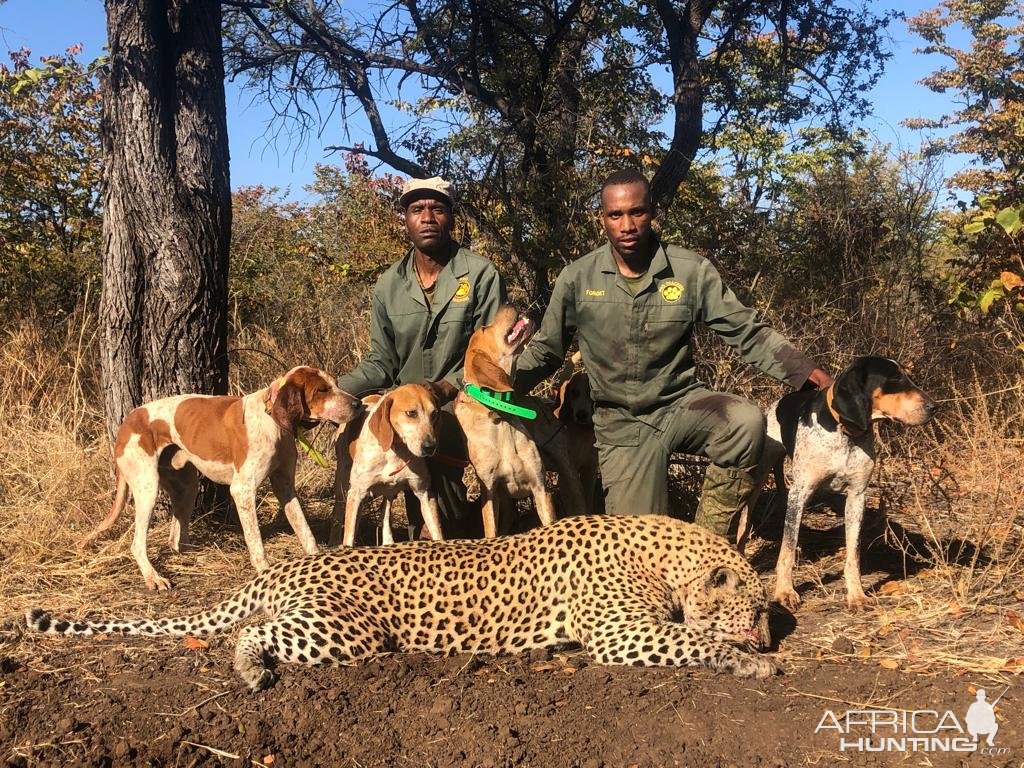 Leopard Hunt With Hounds Zimbabwe