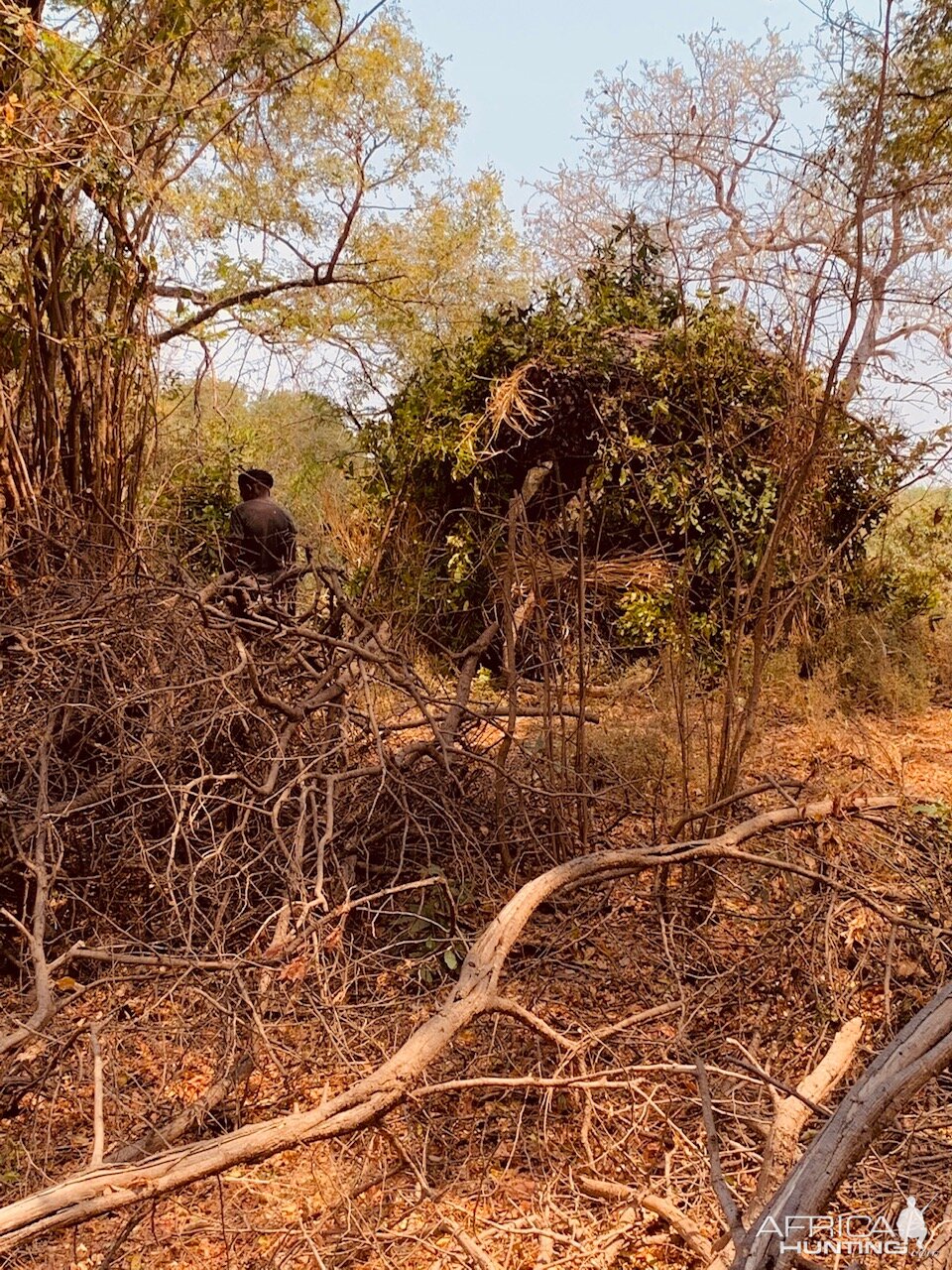 Leopard Hunt Zambia