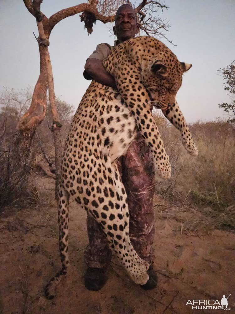 Leopard Hunt Zambia