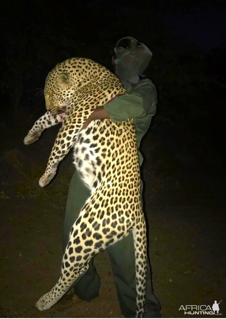 Leopard Hunt Zimbabwe