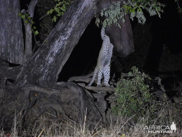 Leopard Hunt