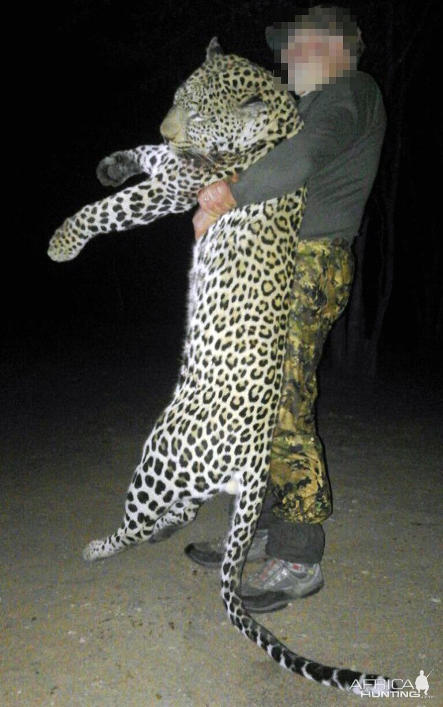 Leopard Hunt