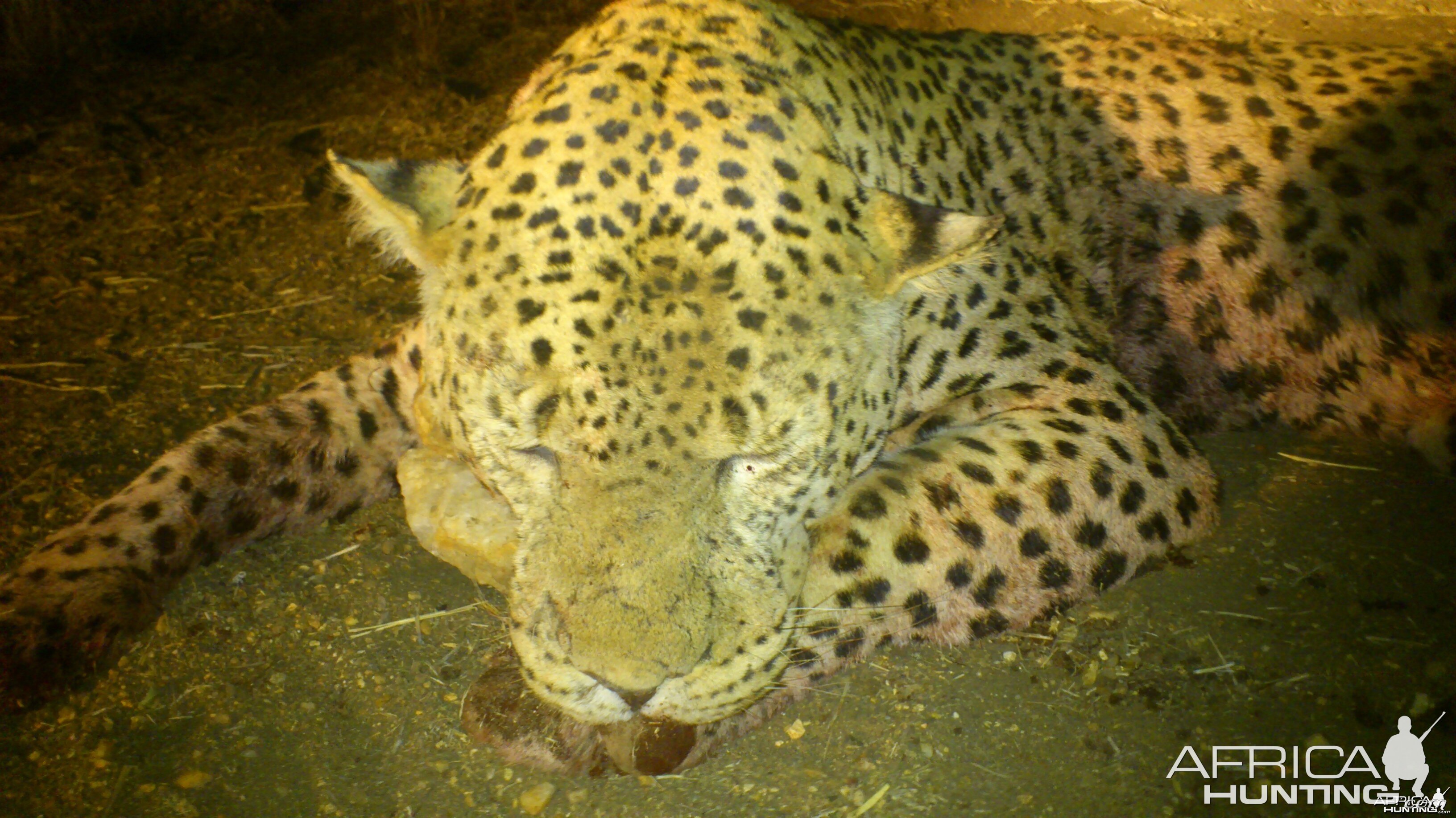 Leopard hunted with Ozondjahe Hunting Safaris in Namibia