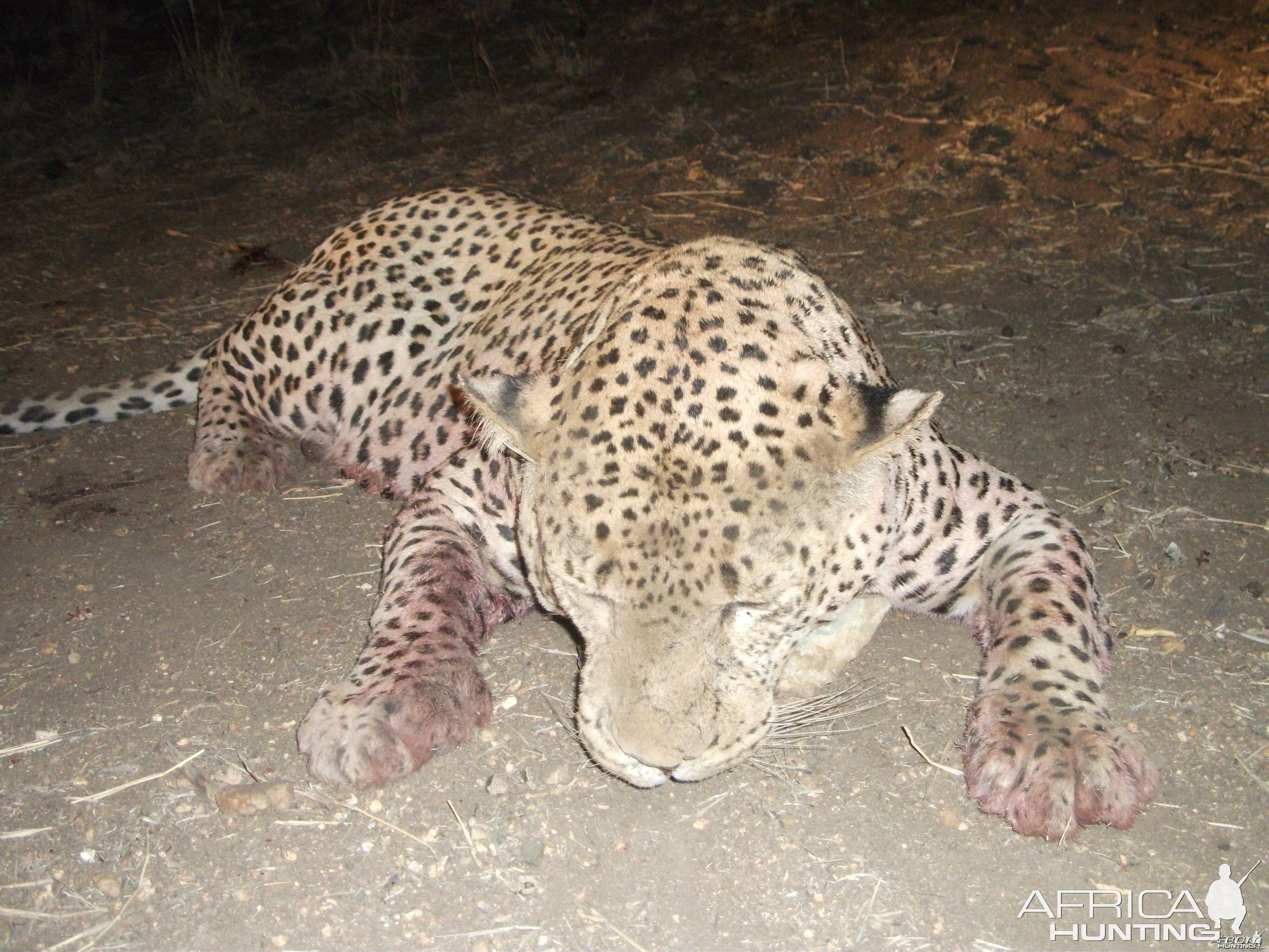 Leopard hunted with Ozondjahe Hunting Safaris in Namibia