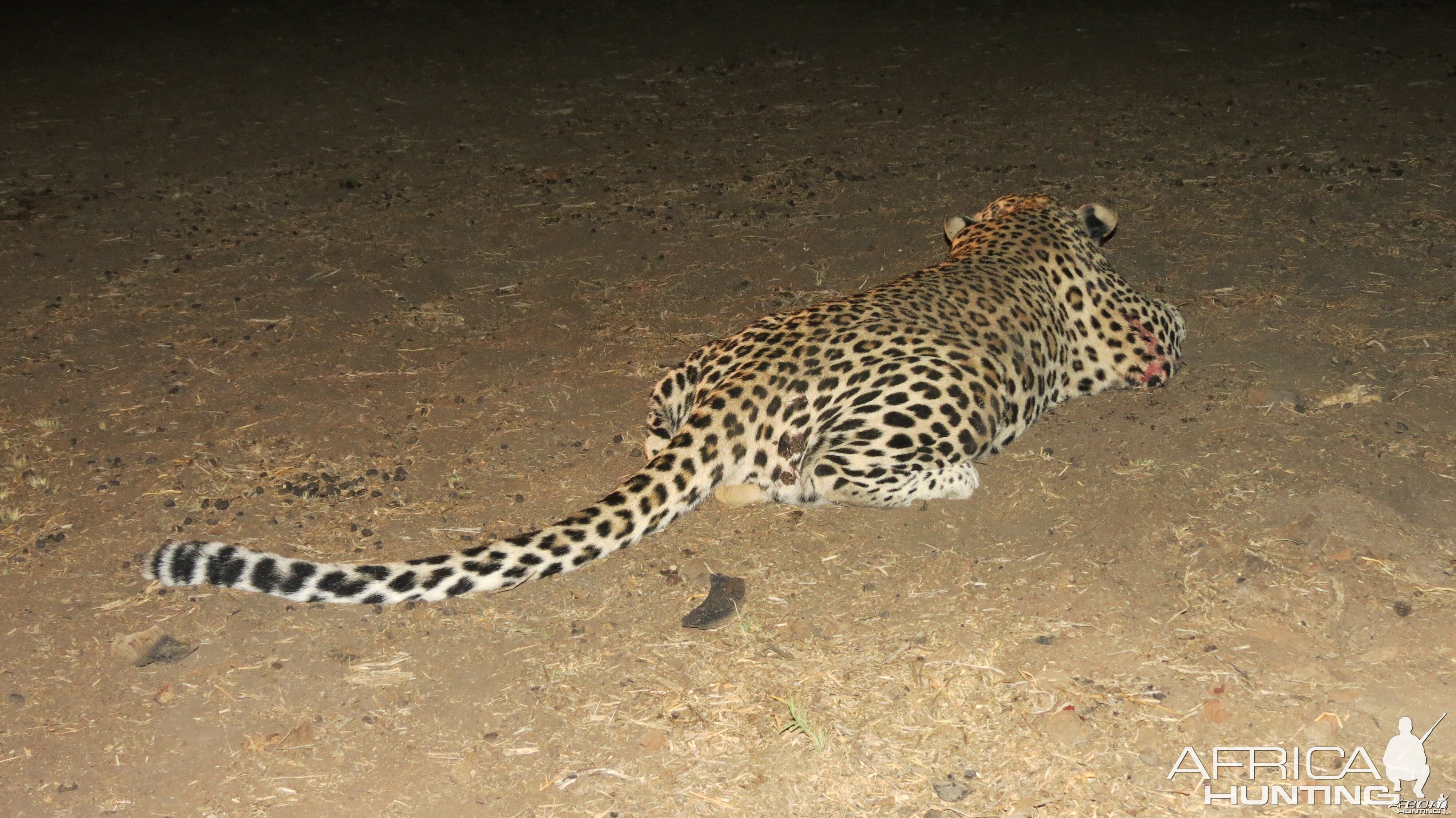 Leopard hunted with Ozondjahe Hunting Safaris in Namibia