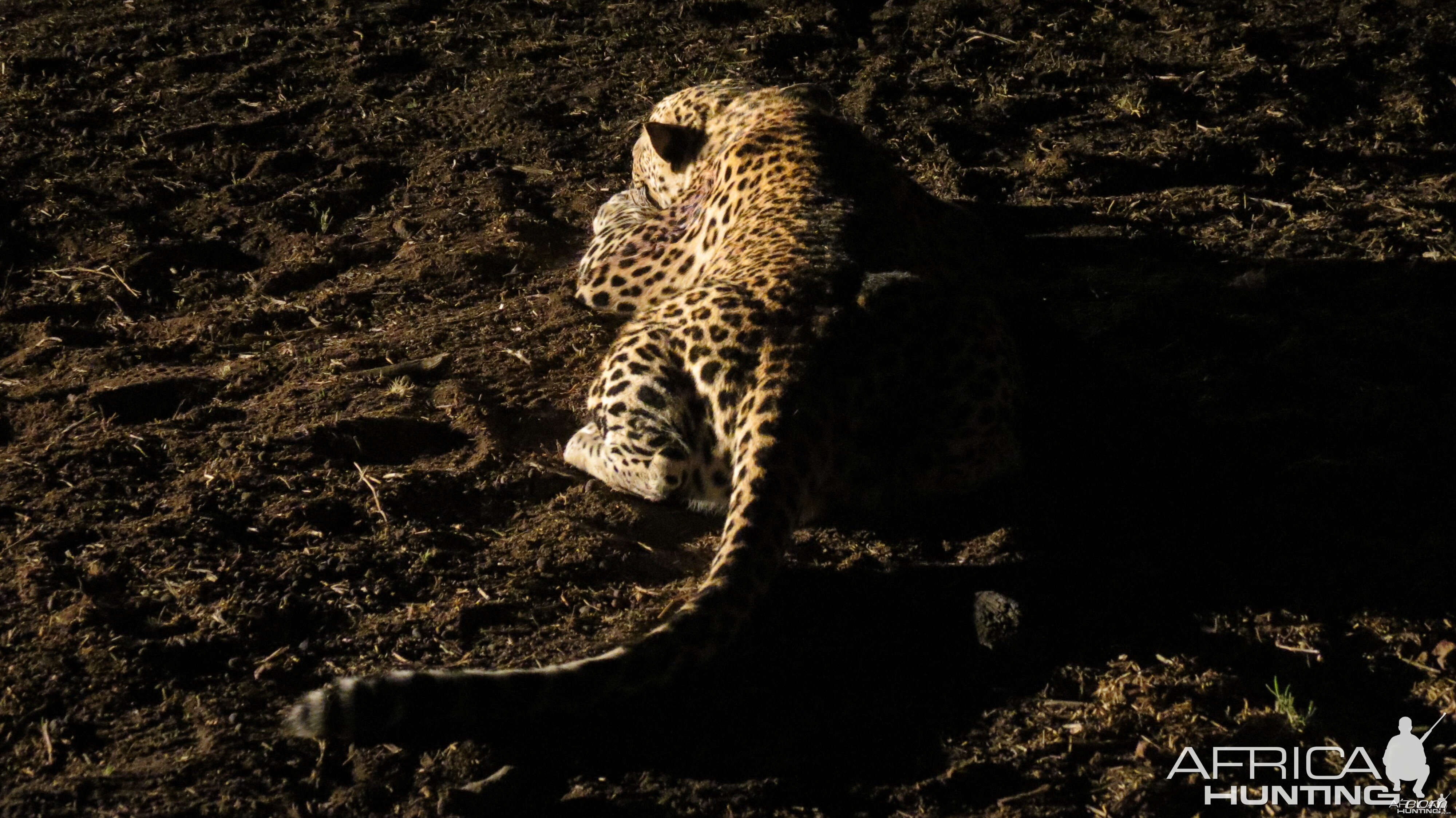 Leopard hunted with Ozondjahe Hunting Safaris in Namibia