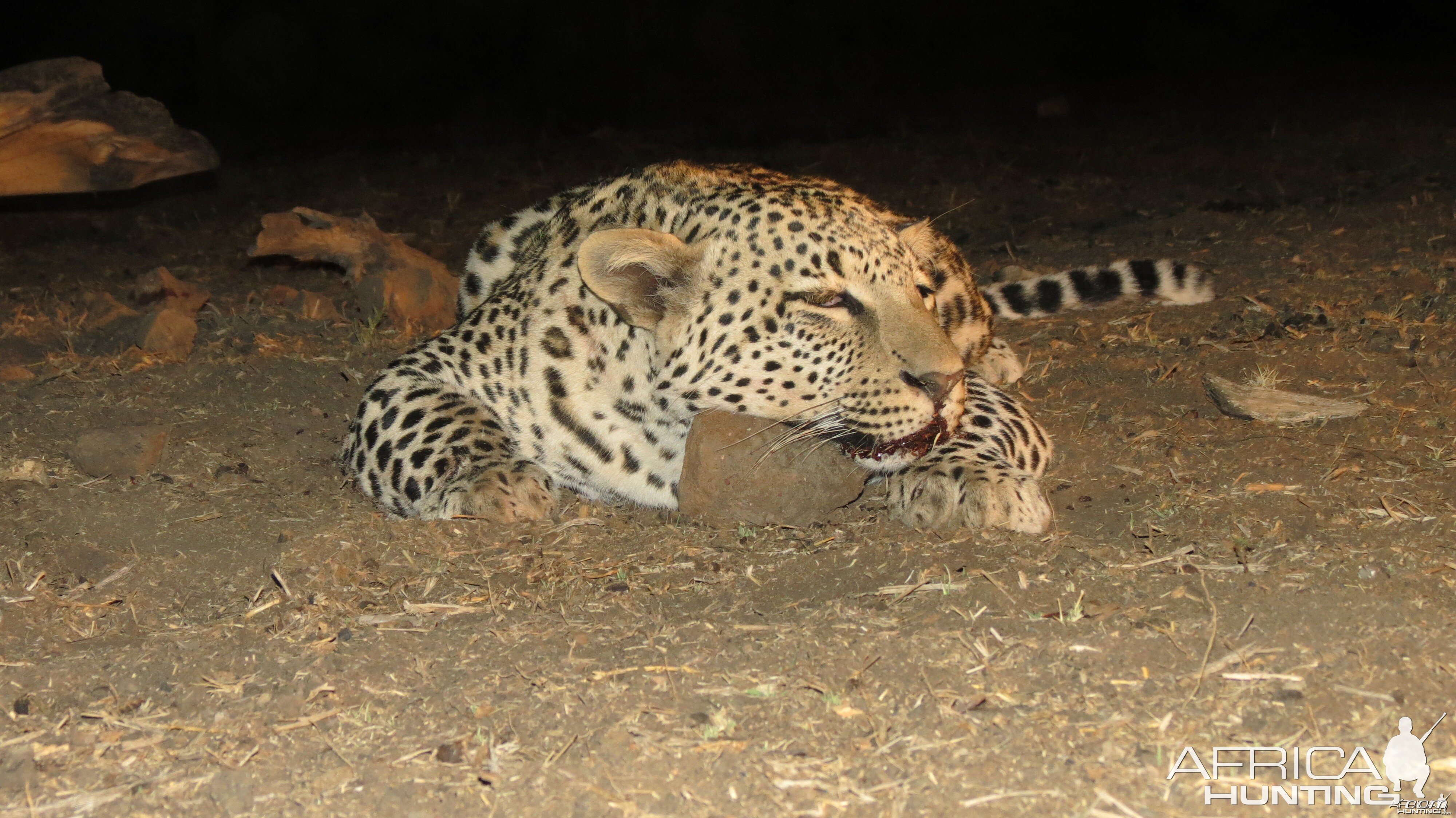 Leopard hunted with Ozondjahe Hunting Safaris in Namibia