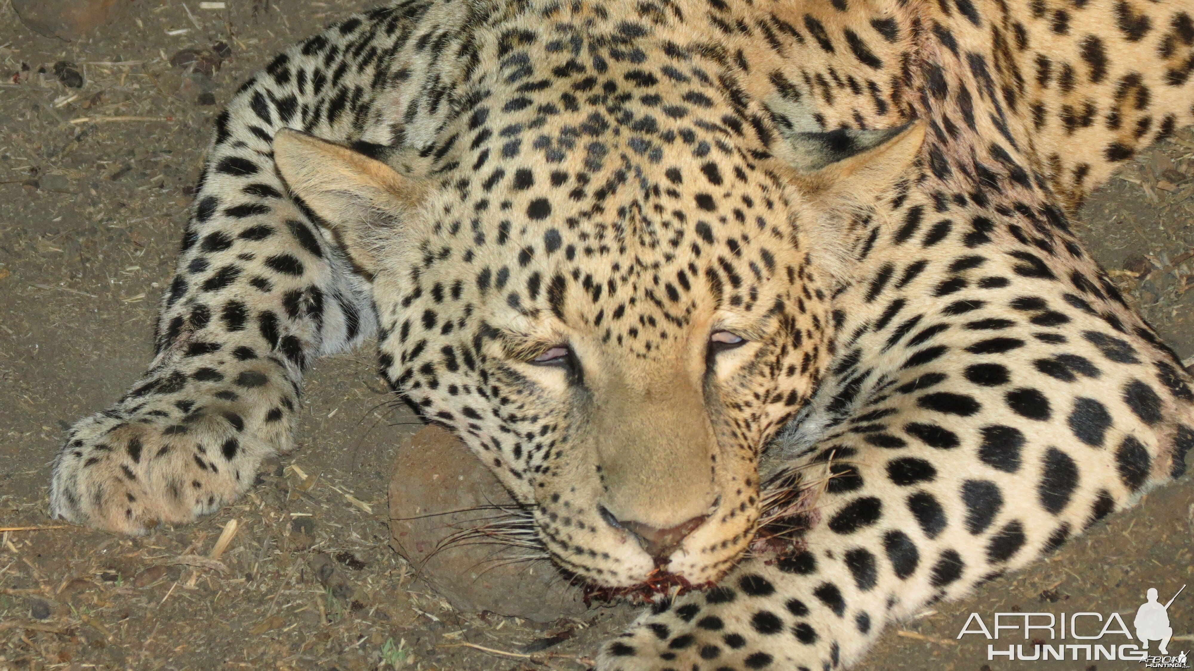 Leopard hunted with Ozondjahe Hunting Safaris in Namibia