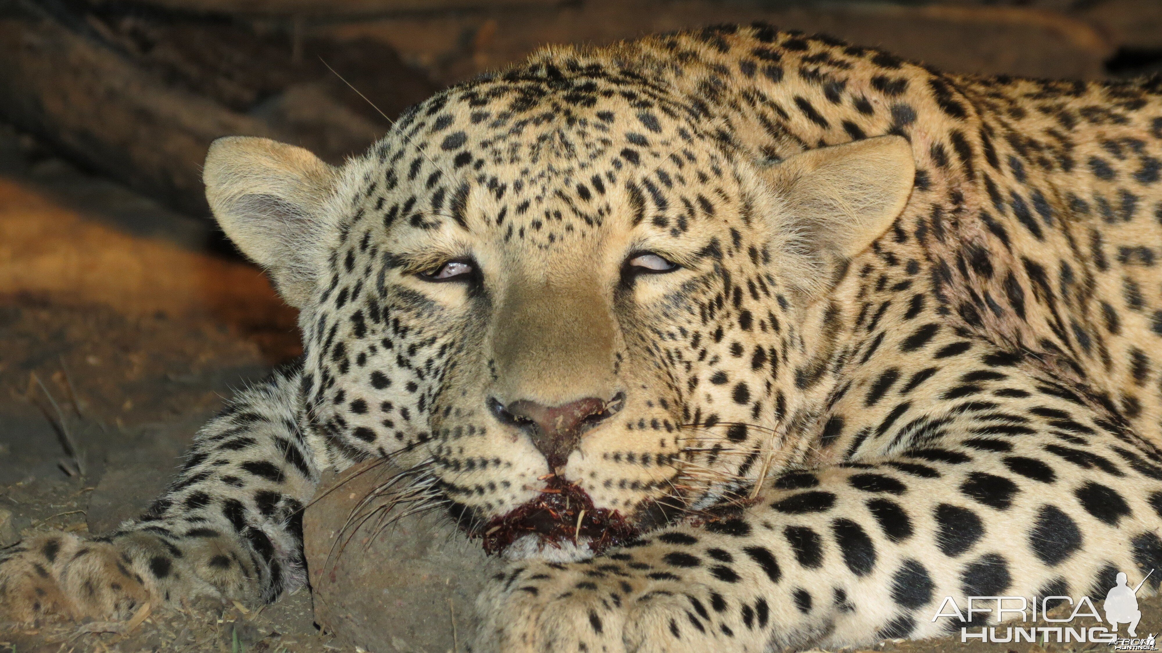 Leopard hunted with Ozondjahe Hunting Safaris in Namibia