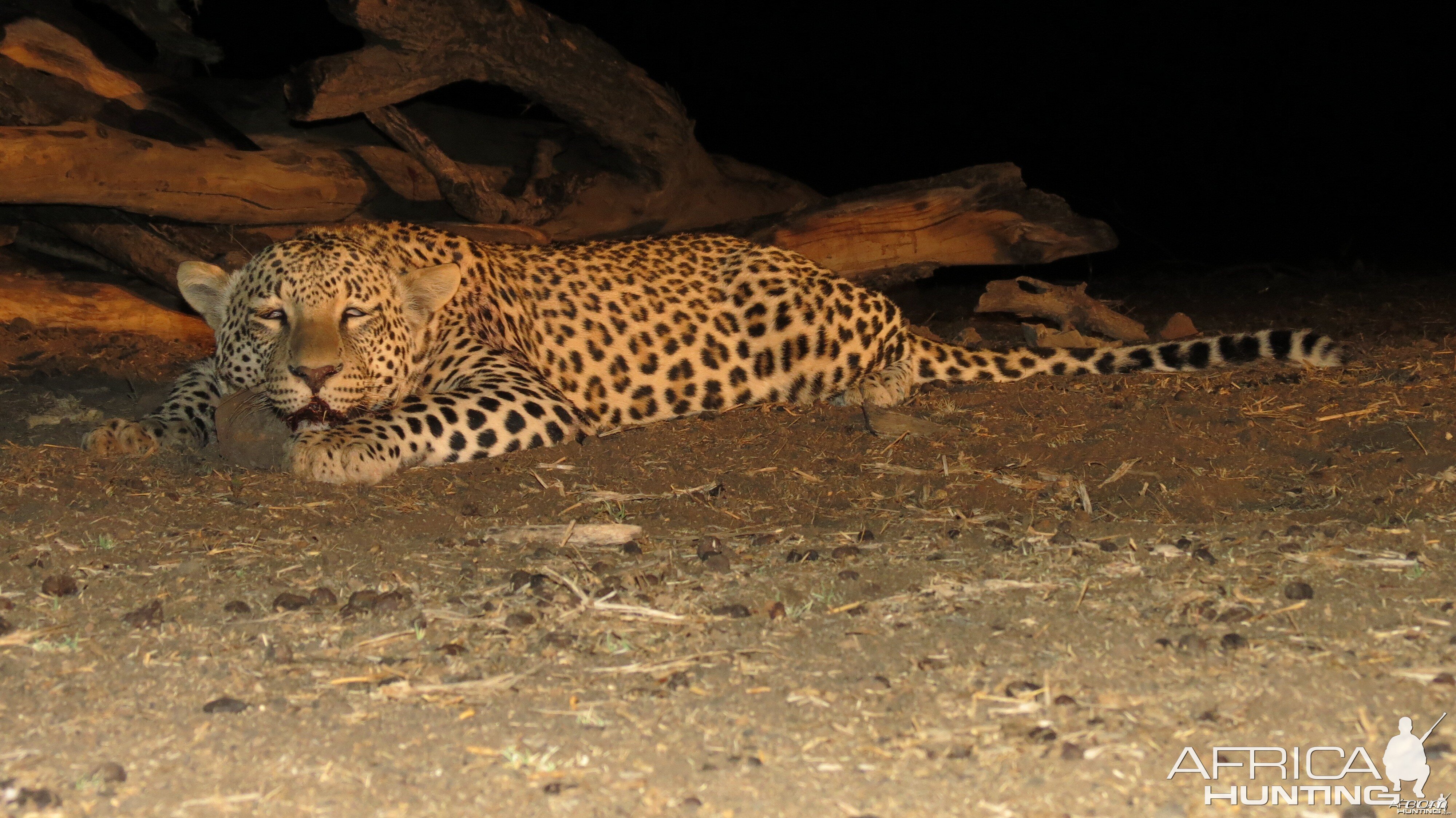 Leopard hunted with Ozondjahe Hunting Safaris in Namibia