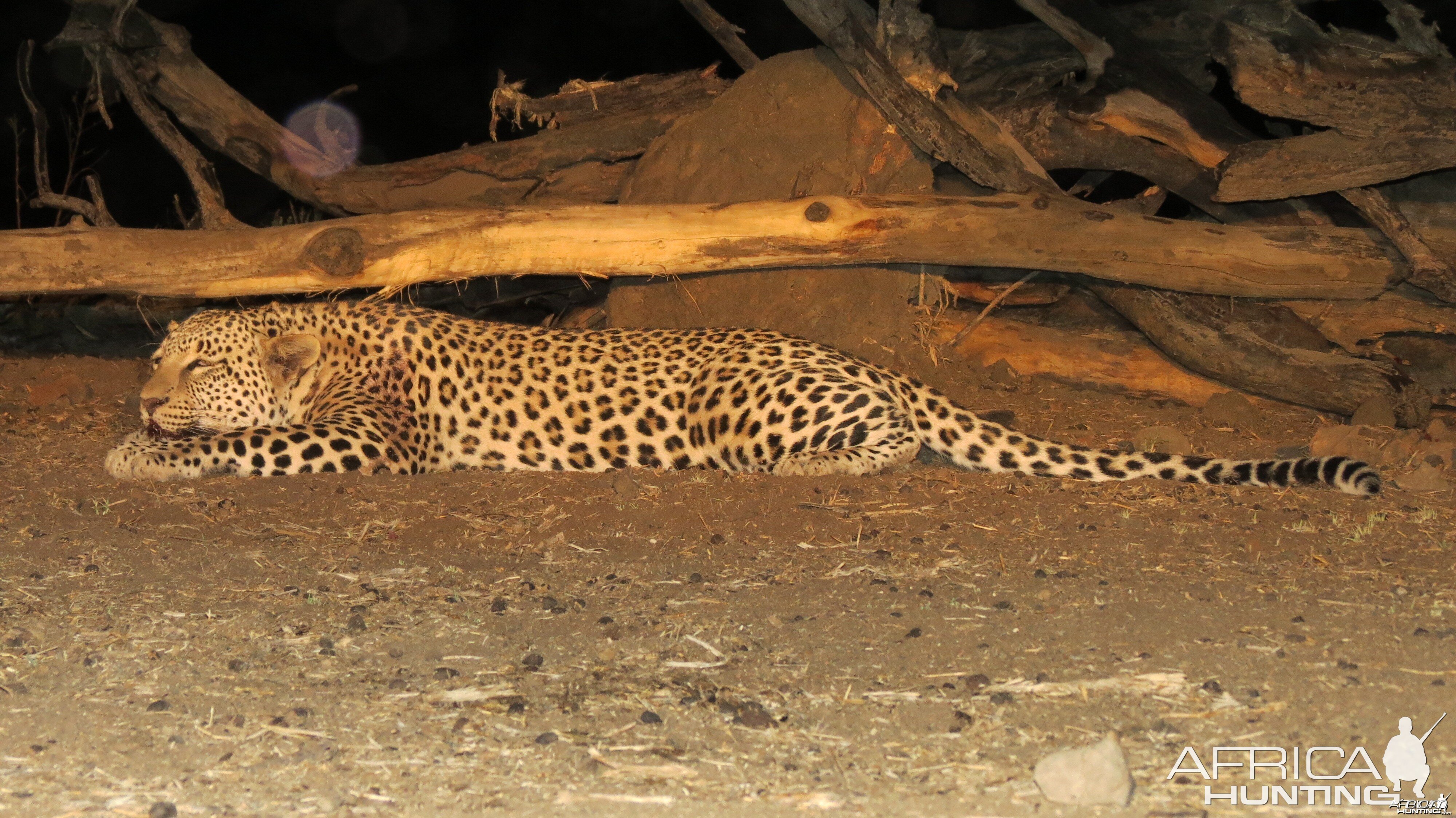 Leopard hunted with Ozondjahe Hunting Safaris in Namibia