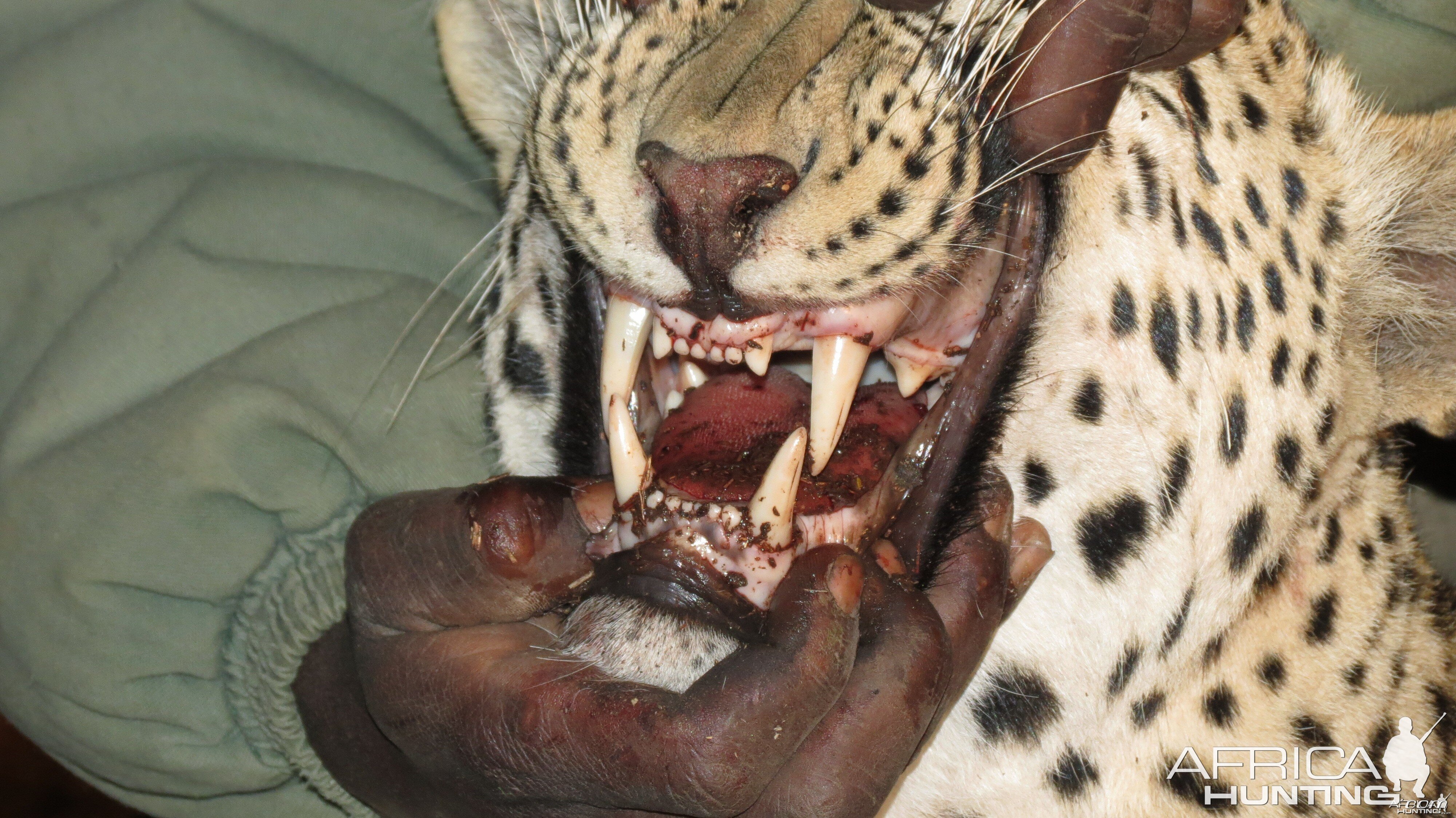 Leopard hunted with Ozondjahe Hunting Safaris in Namibia