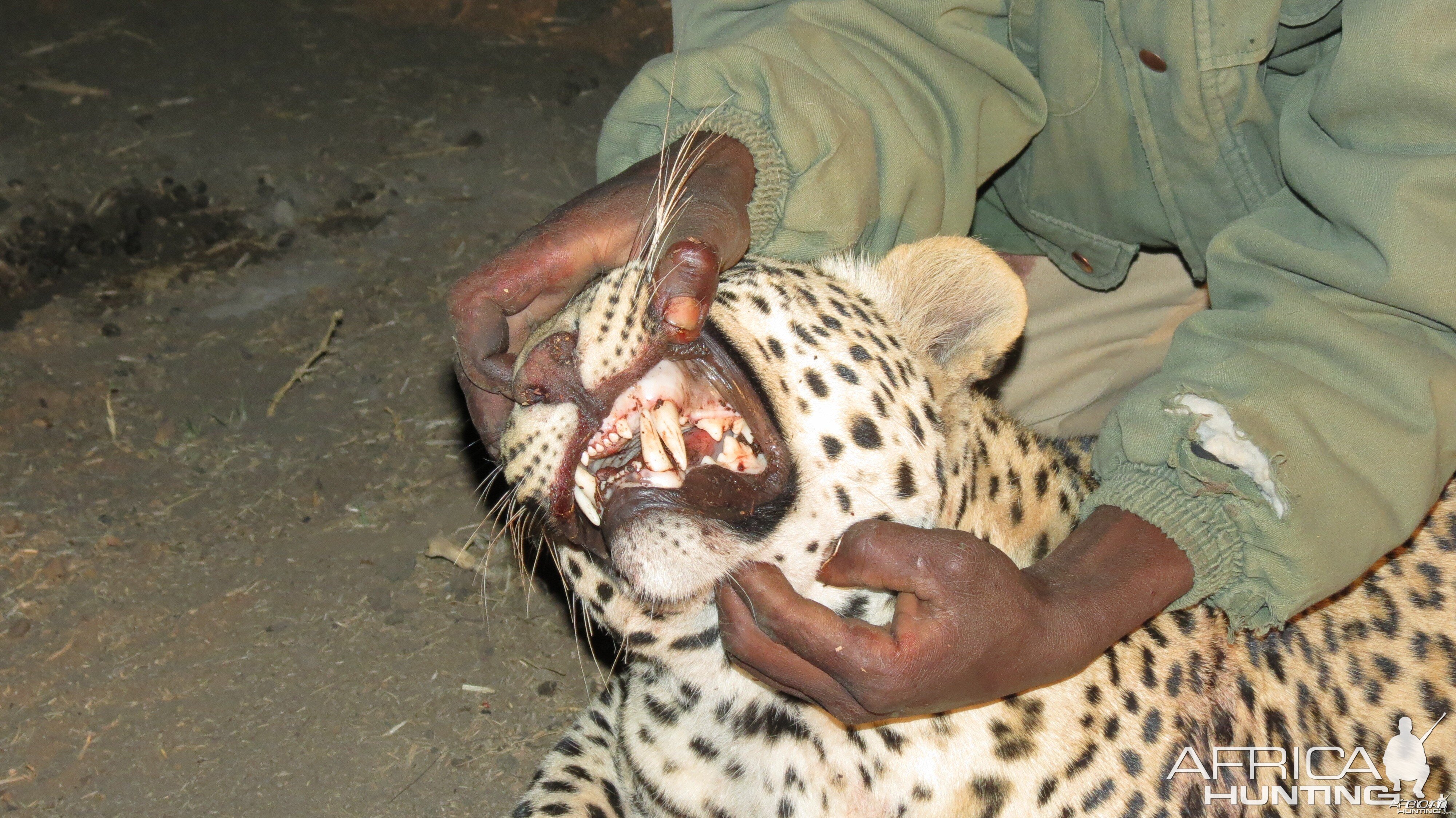 Leopard hunted with Ozondjahe Hunting Safaris in Namibia