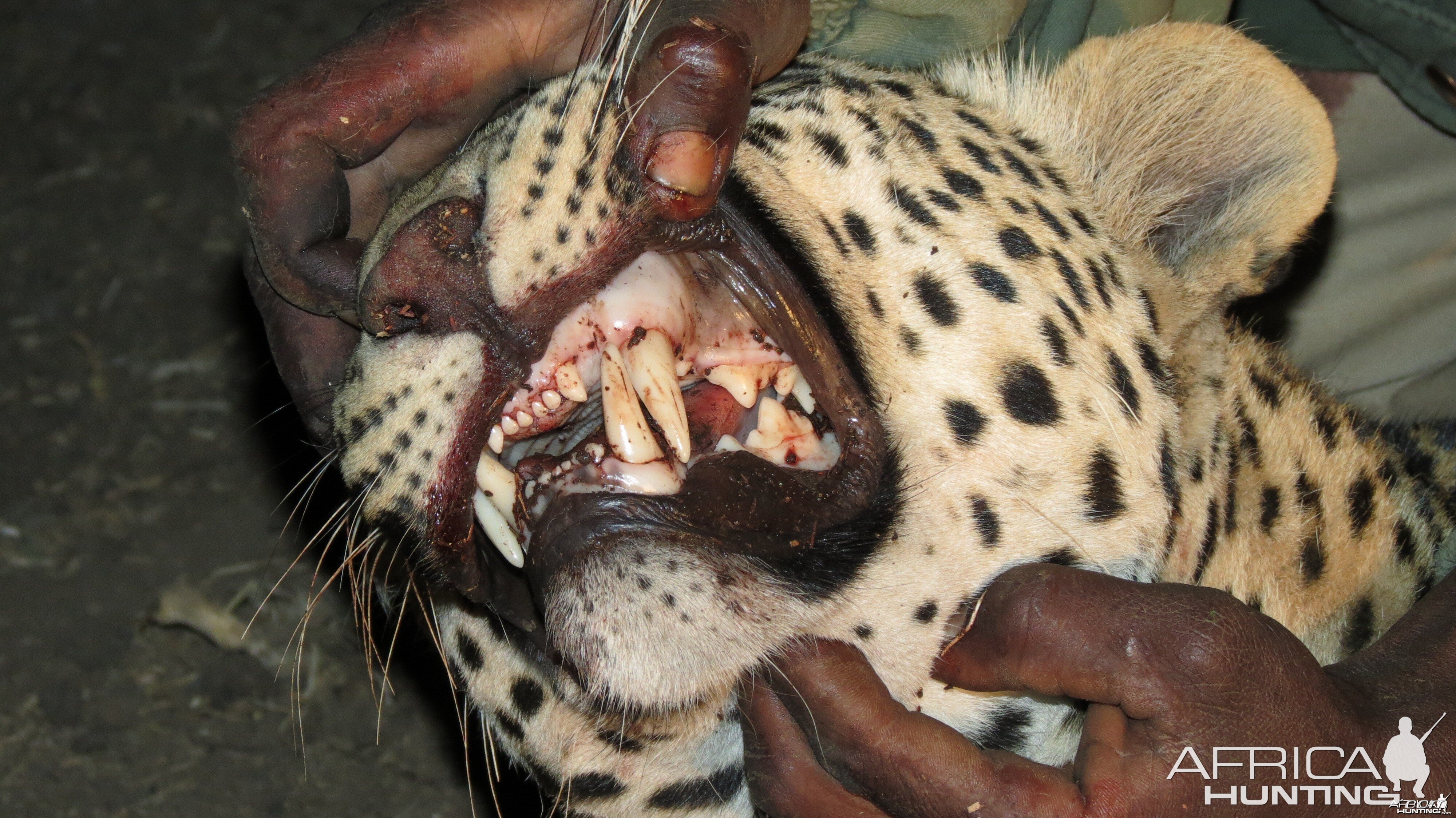 Leopard hunted with Ozondjahe Hunting Safaris in Namibia