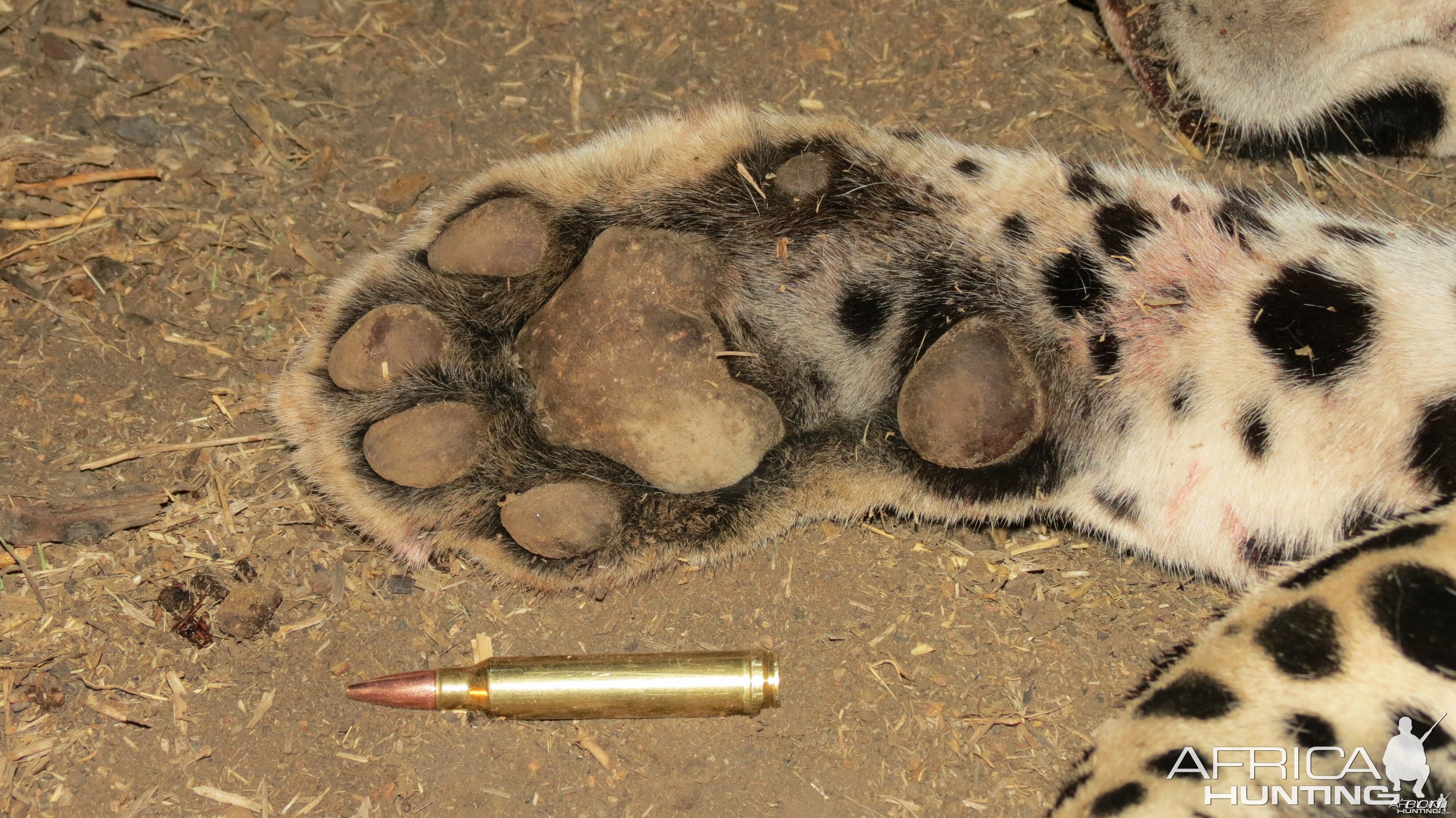 Leopard hunted with Ozondjahe Hunting Safaris in Namibia