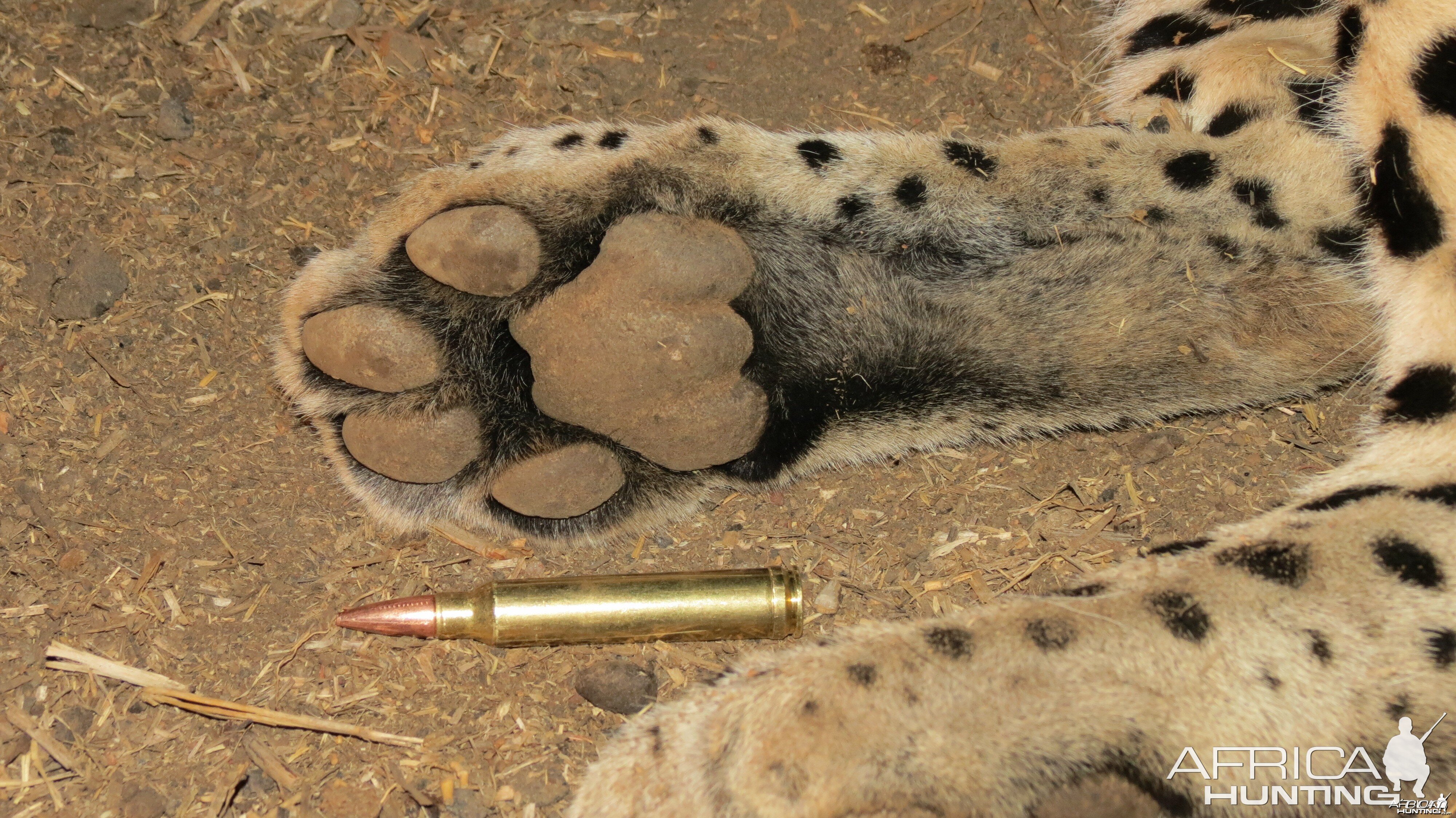 Leopard hunted with Ozondjahe Hunting Safaris in Namibia