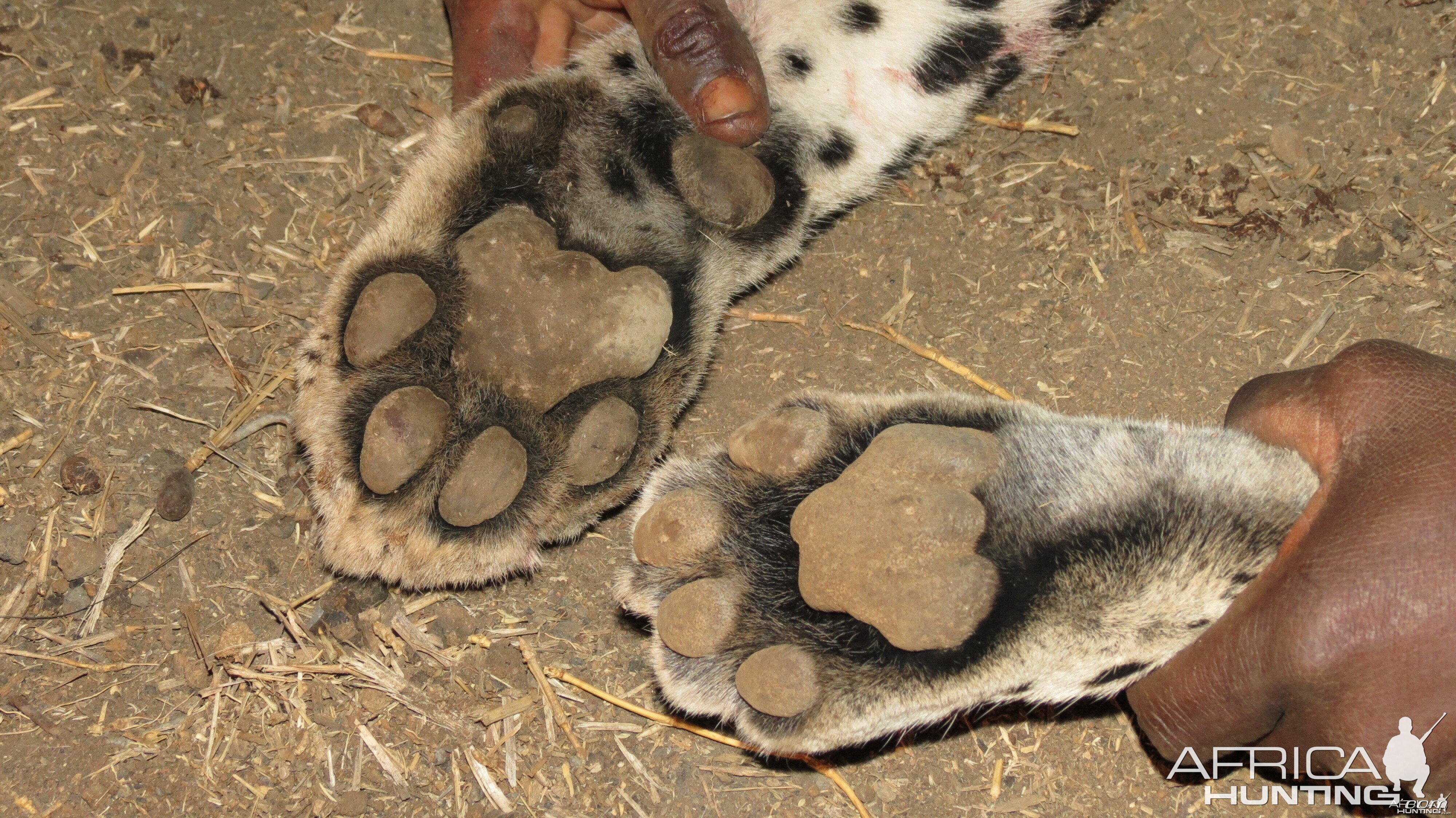 Leopard hunted with Ozondjahe Hunting Safaris in Namibia