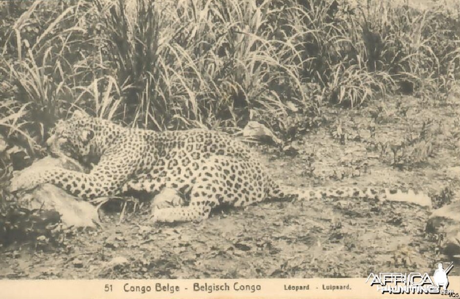 Leopard Hunting in Congo