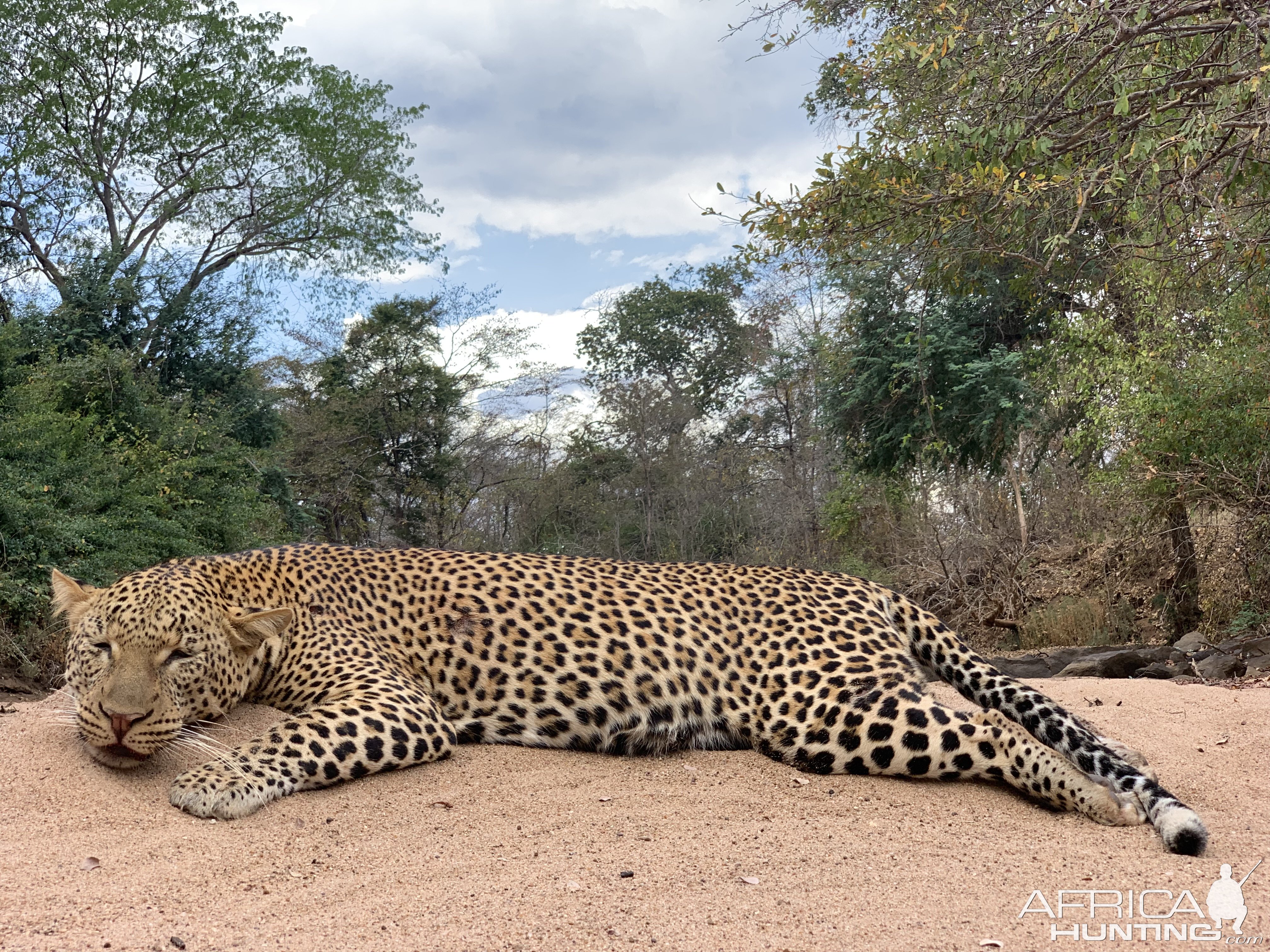 Leopard Hunting Nissa Reserve Mozambique