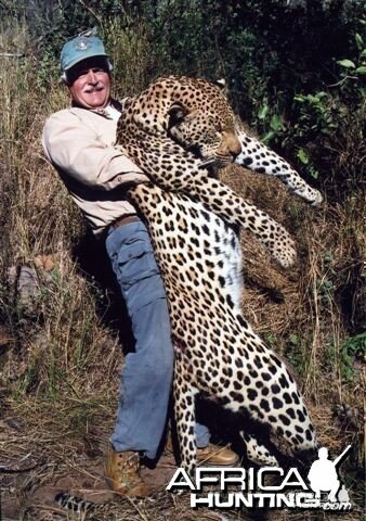 Leopard Hunting over a Pack of Trained Dogs in Mozambique