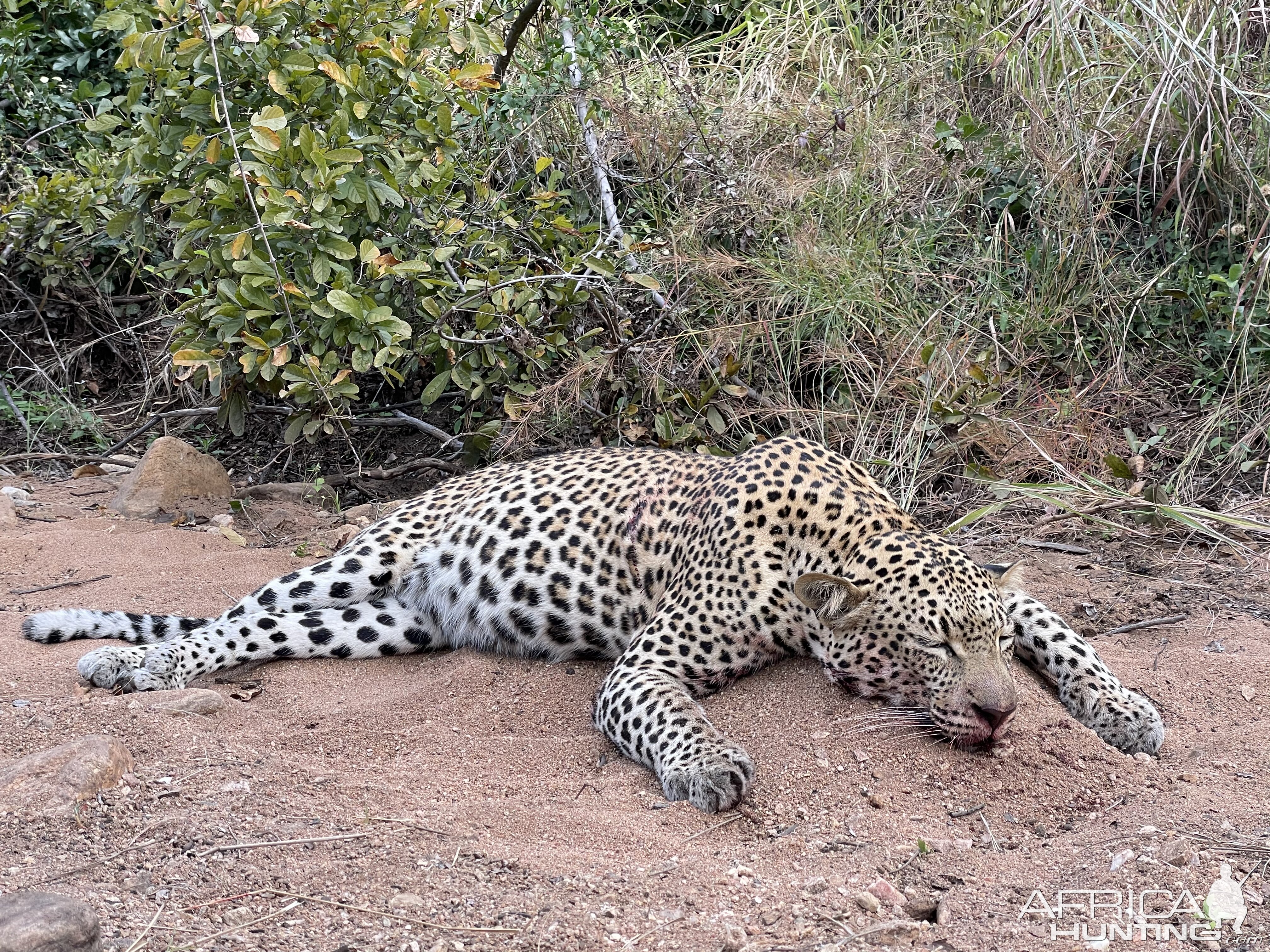 Leopard Hunting South Africa