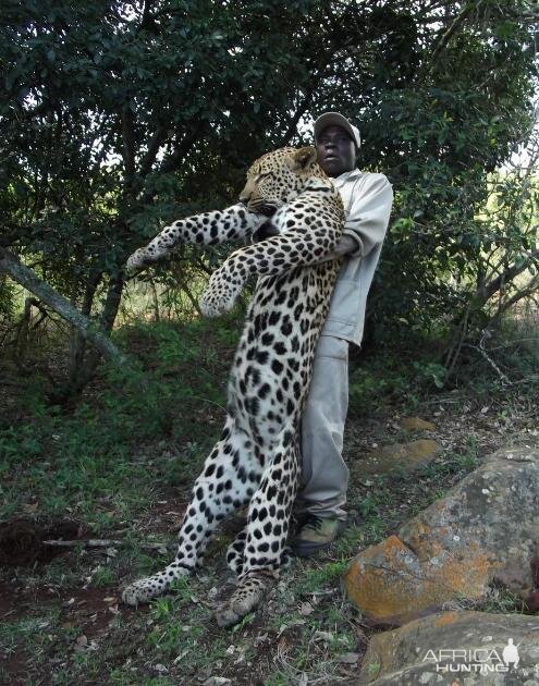 Leopard Hunting South Africa