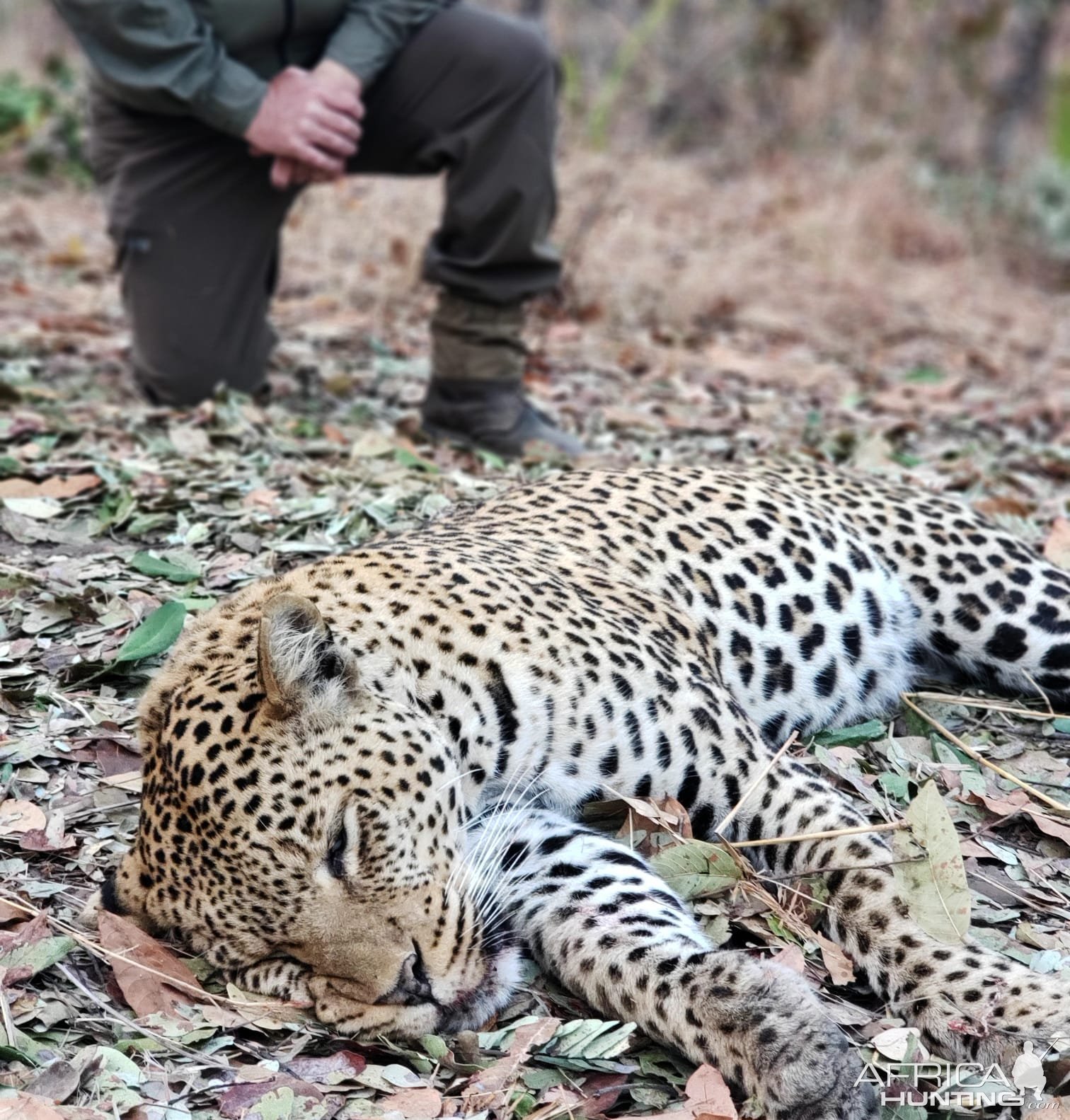 Leopard Hunting Tanzania