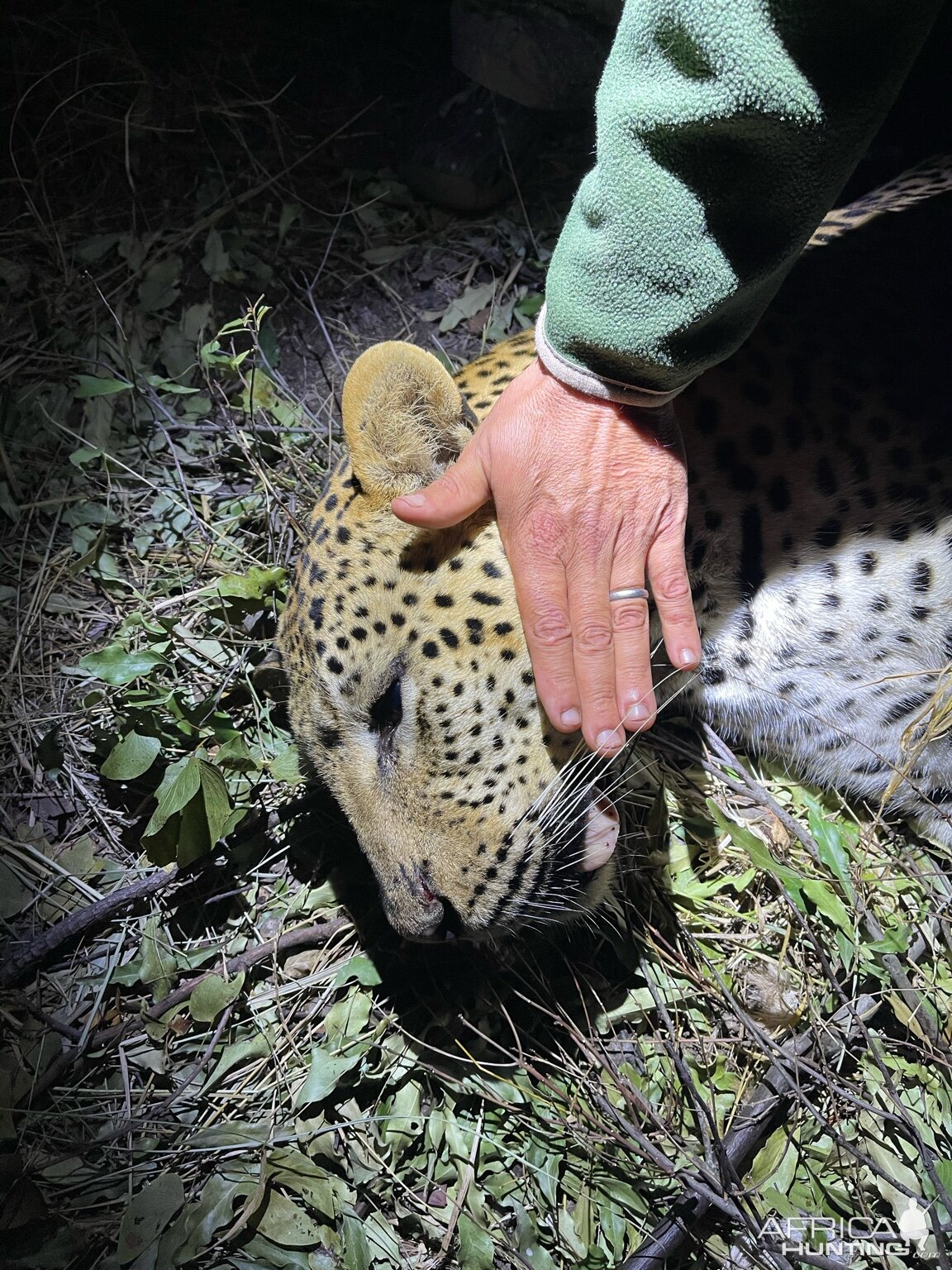 Leopard Hunting Zimbabwe