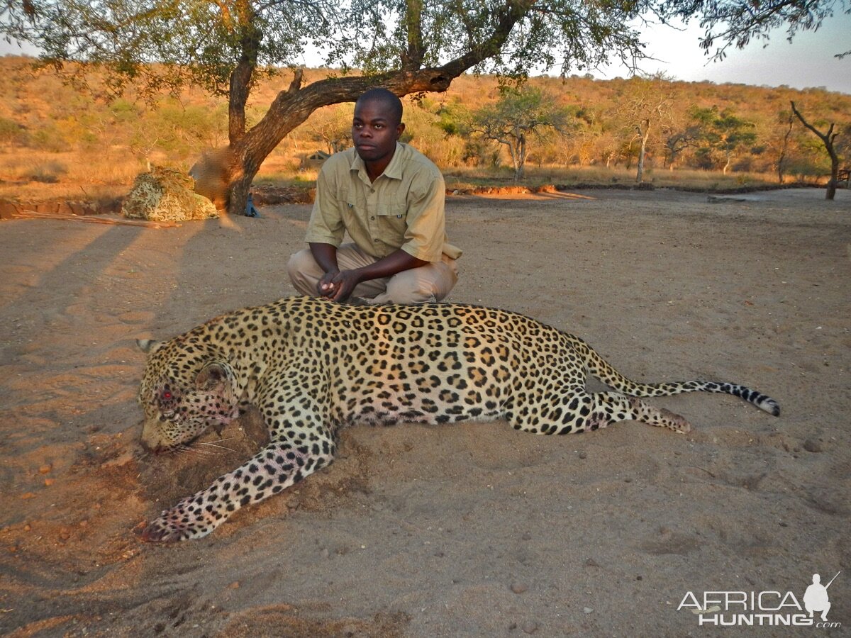 Leopard Hunting