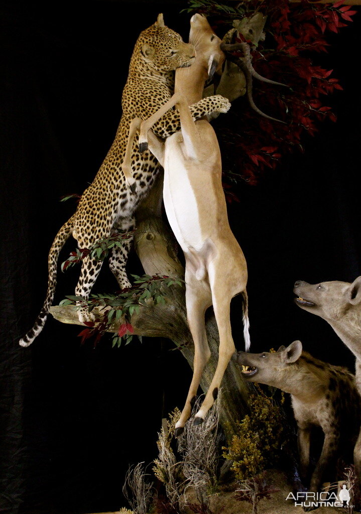 Leopard & Impala Full Mount Taxidermy