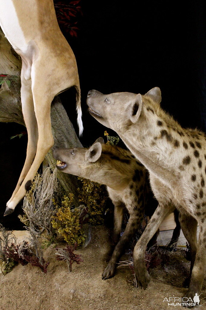 Leopard & Impala Full Mount Taxidermy