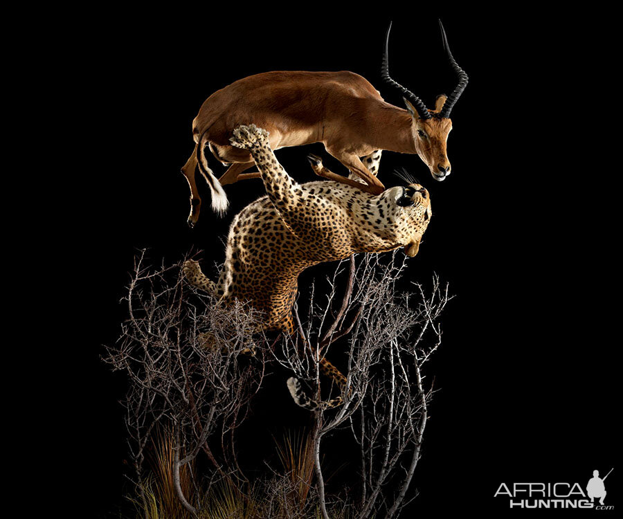 Leopard & Impala Full Mount Taxidermy