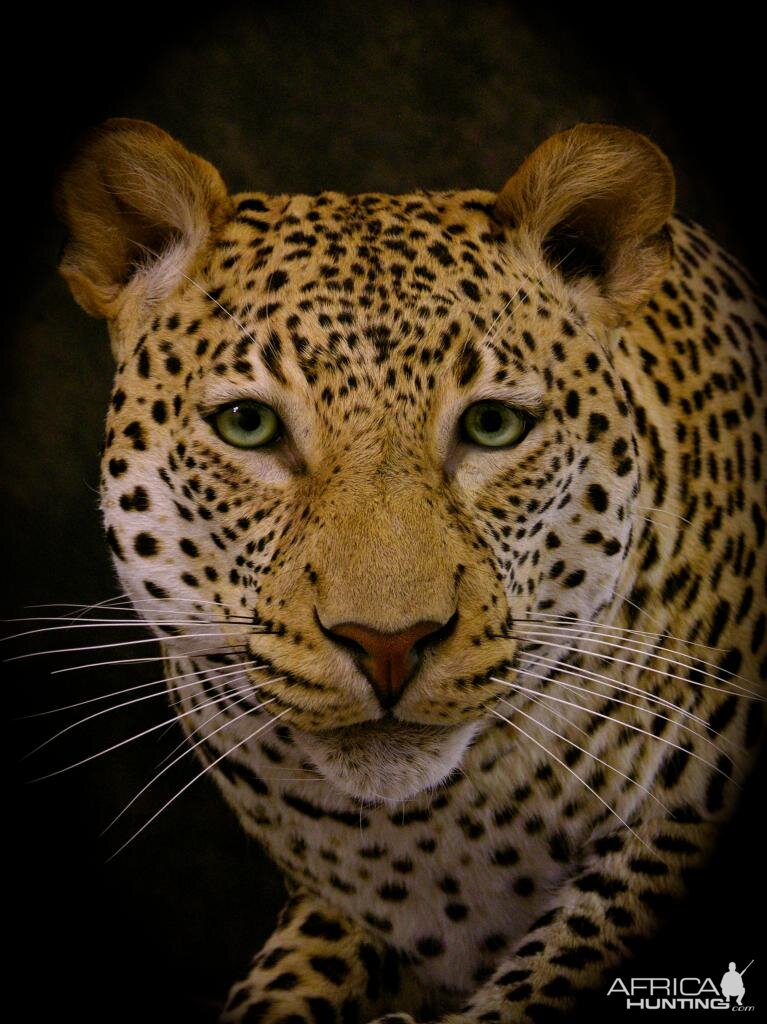 Leopard In A Branch Taxidermy