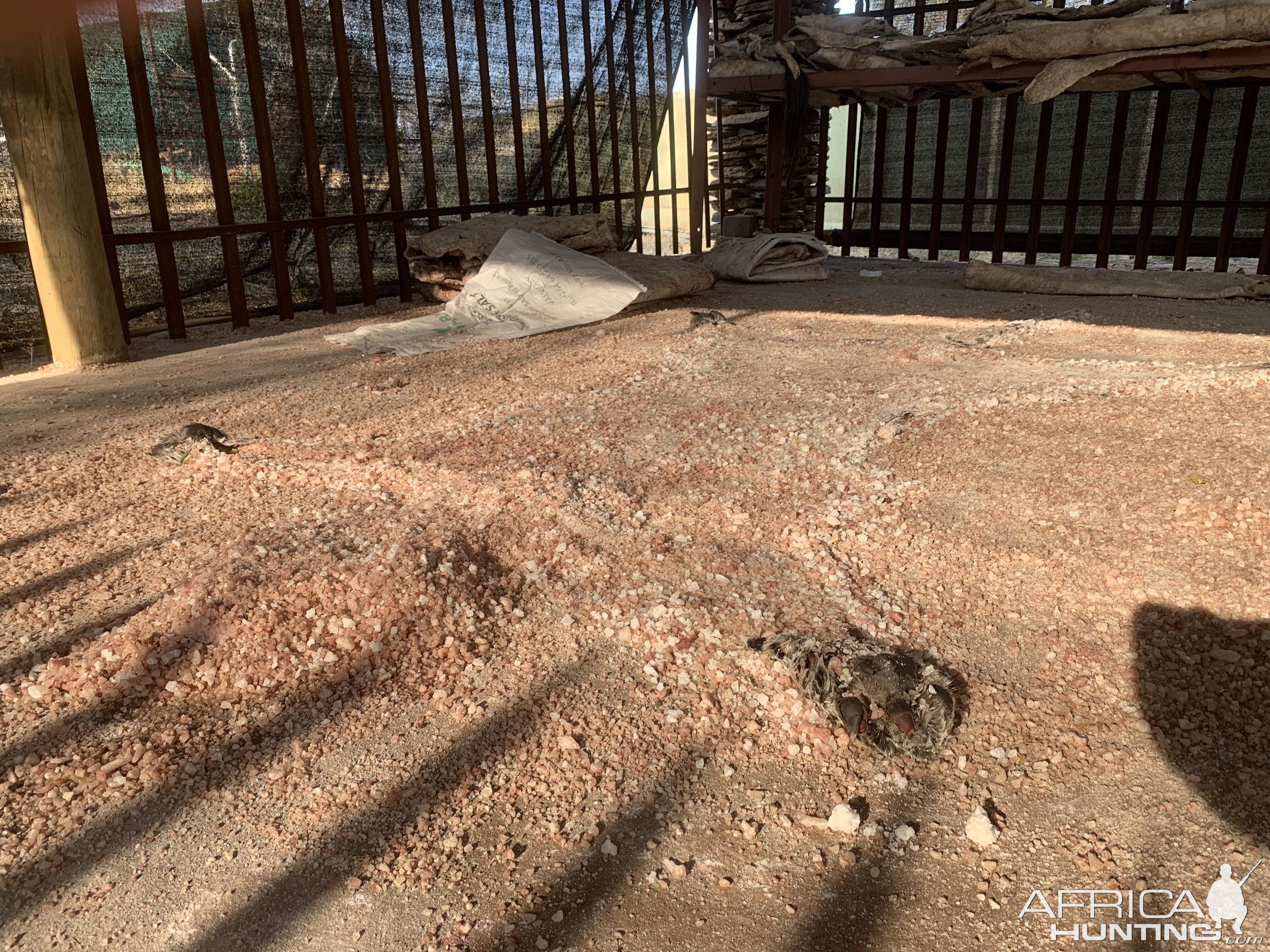 Leopard In Salt Namibia