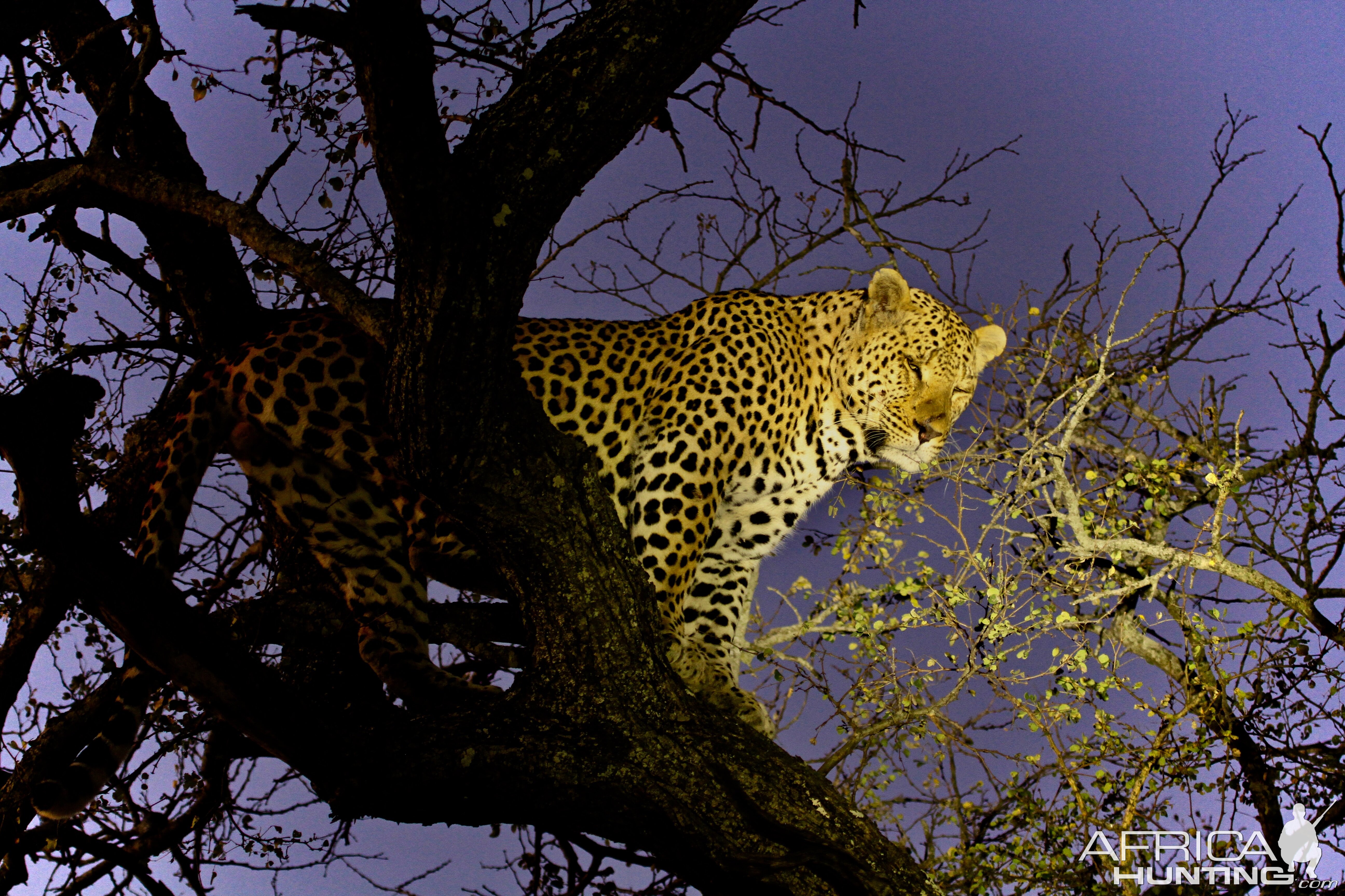 Leopard in South Africa