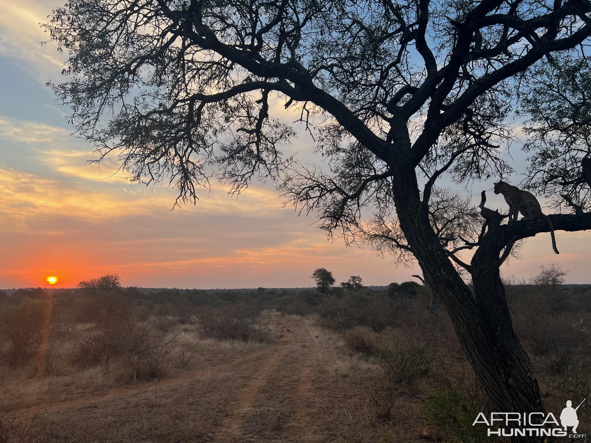 Leopard In Sunset