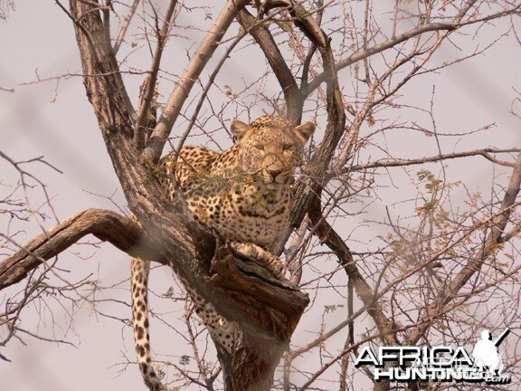 Leopard in Tree