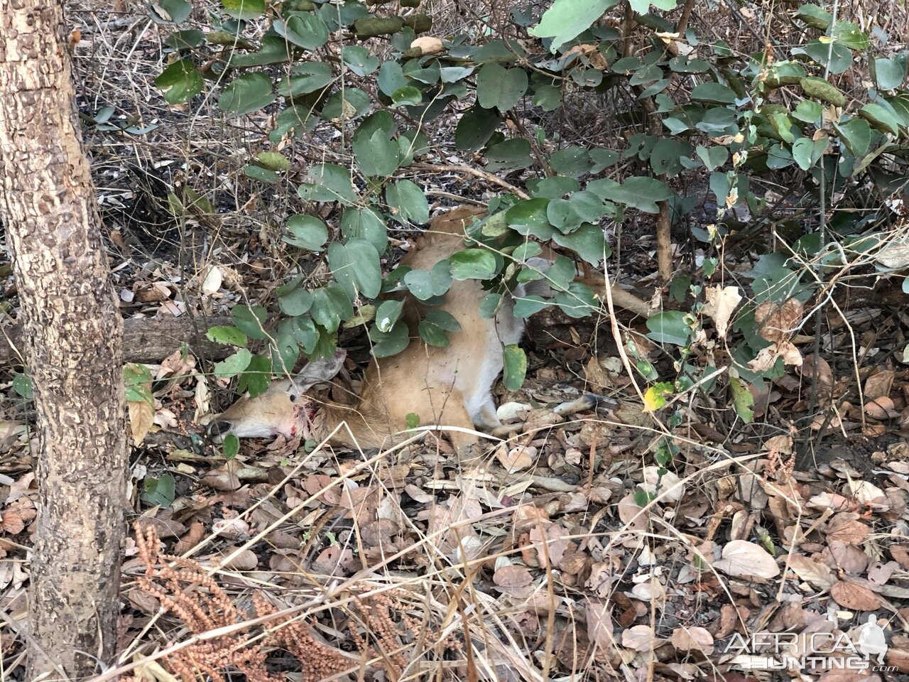 Leopard kill Reedbuck Cameroon