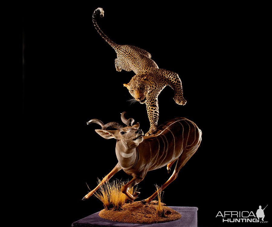 Leopard & Lesser Kudu Full Mount Taxidermy