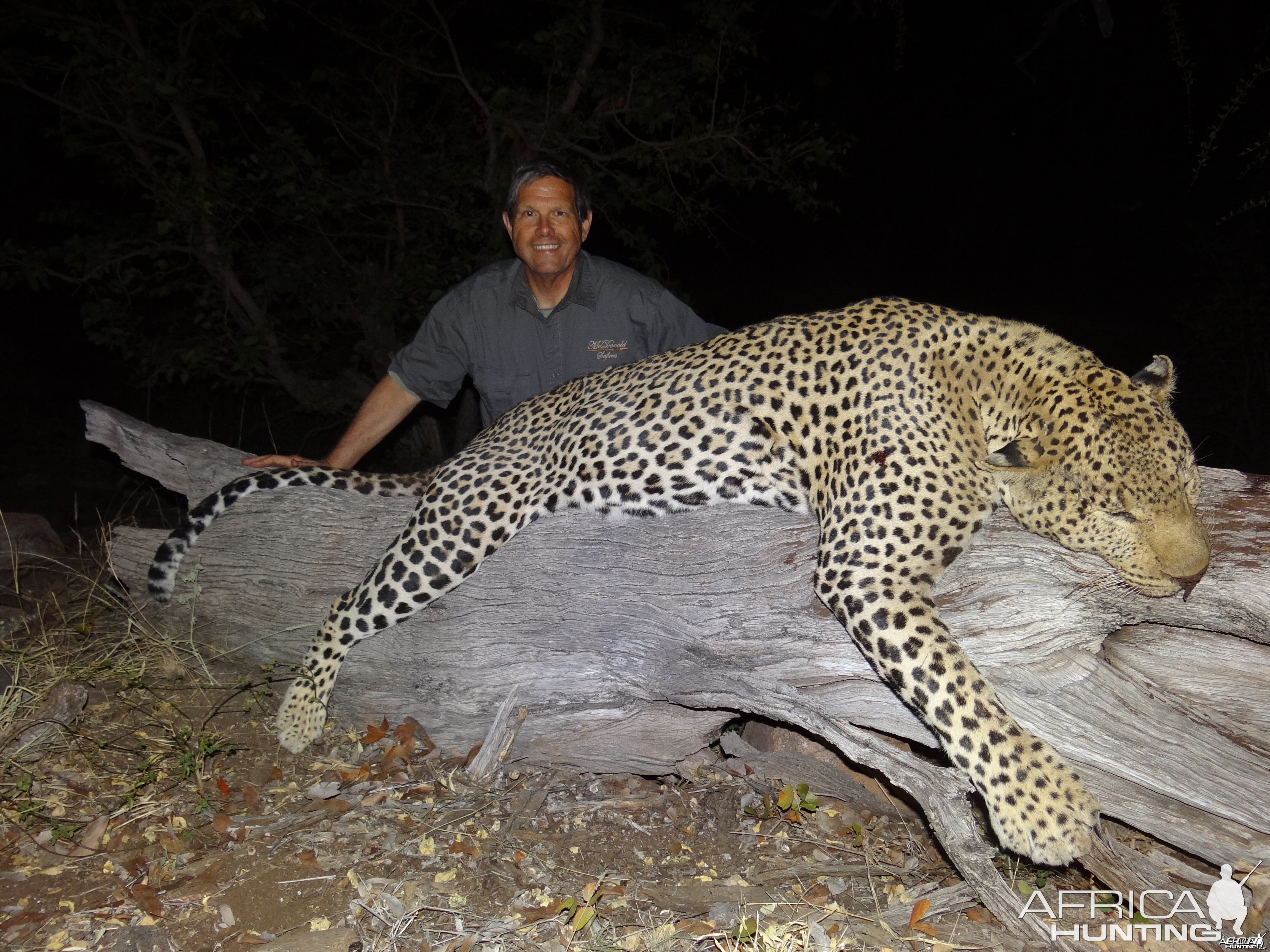 leopard ~ Limpopo Province, RSA