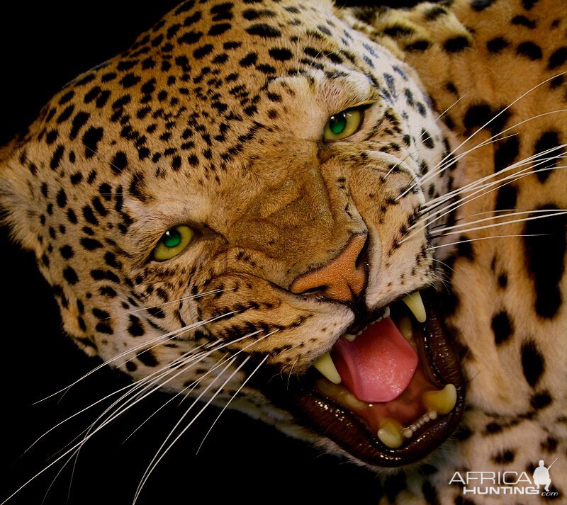 Leopard Mount Taxidermy