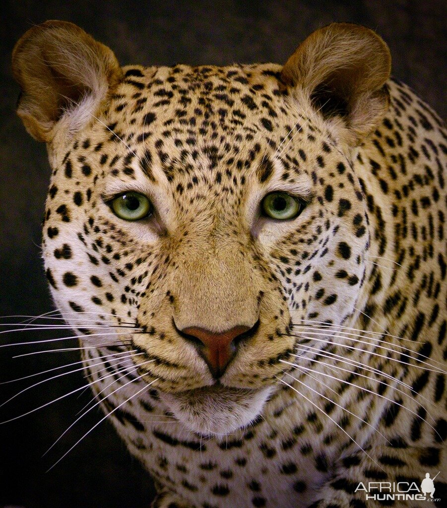 Leopard Mount Taxidermy