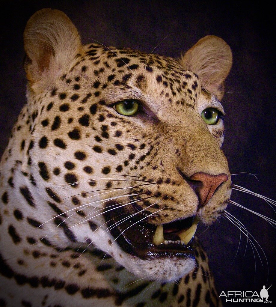 Leopard Mount Taxidermy