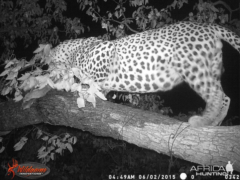 Leopard Nambia Trail Cam